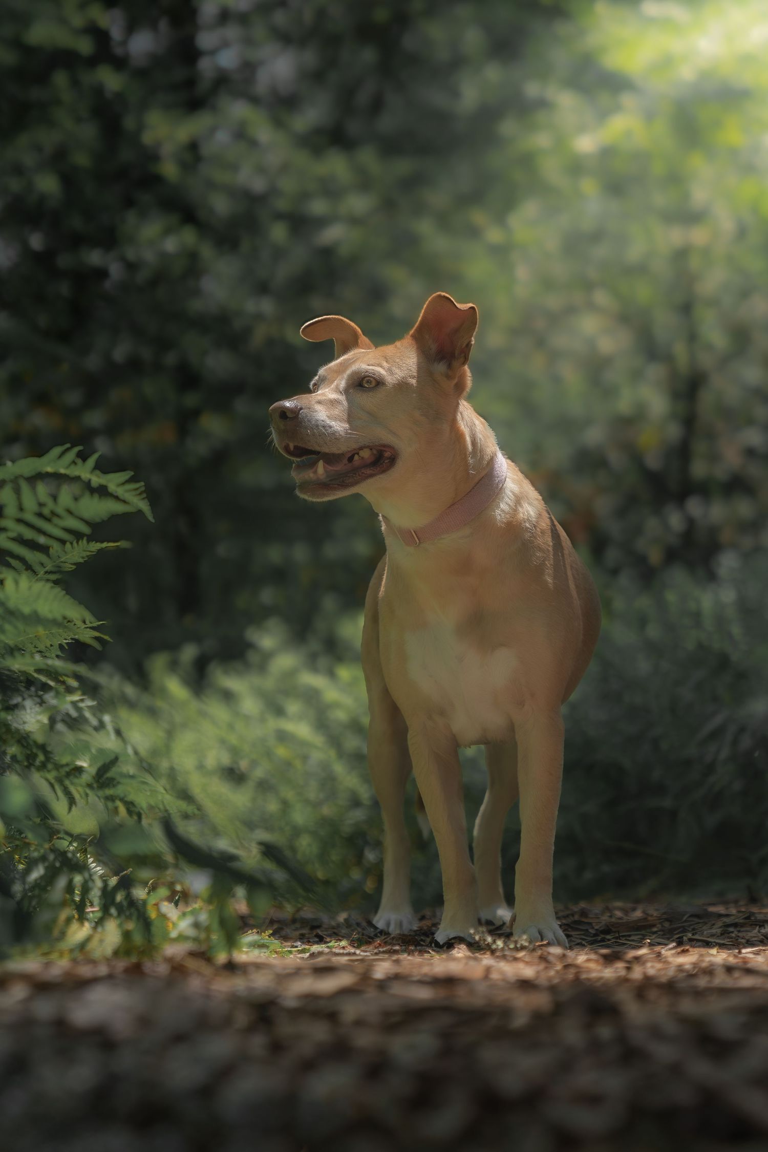 Tan dog standing on a wooded trail surrounded by lush green forest.