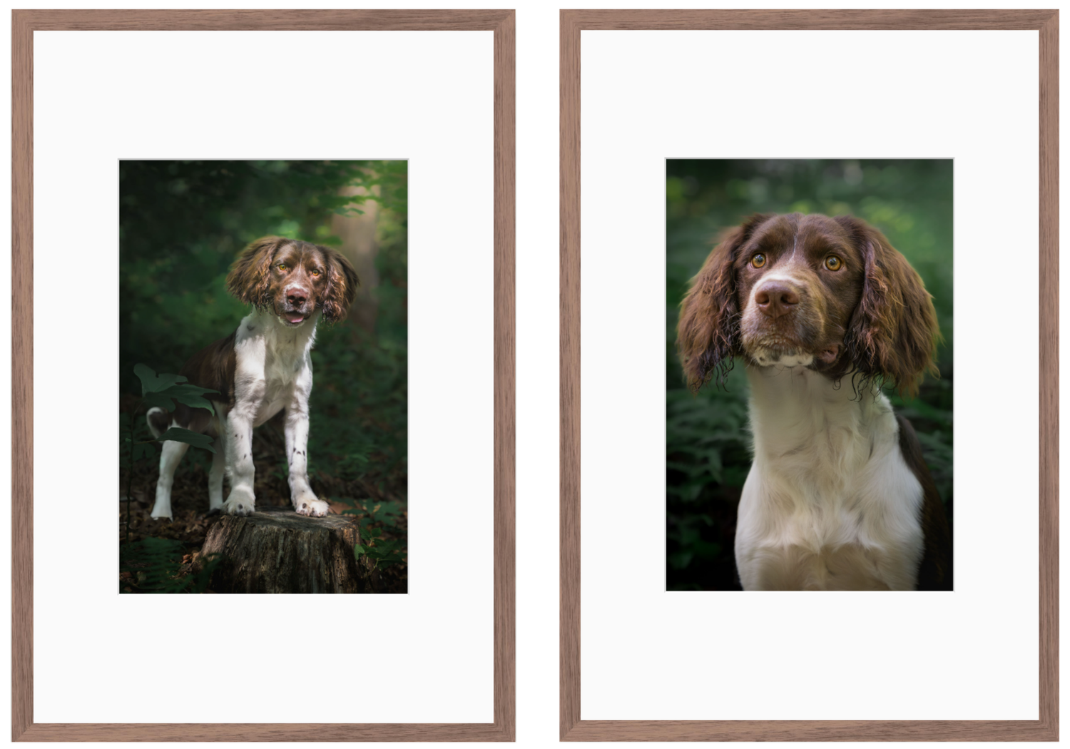 A matching pair of framed fine art dog portraits featuring an English Springer Spaniel in woodland settings.