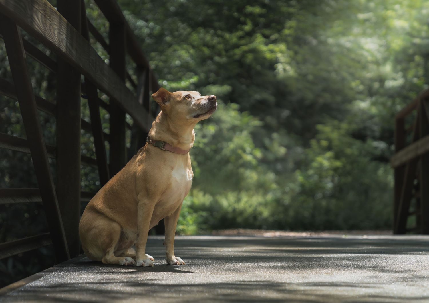 Tan dog sitting on a wooden bridge surrounded by a lush green forest.