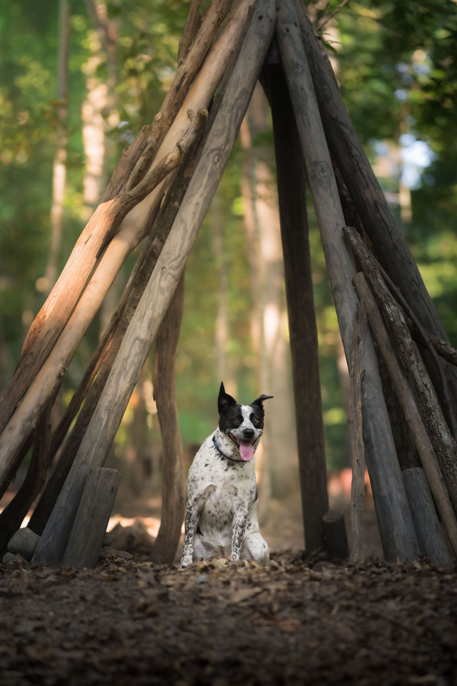 A black and white spotted dog sits inside a rustic wooden teepee structure in a sunlit forest.