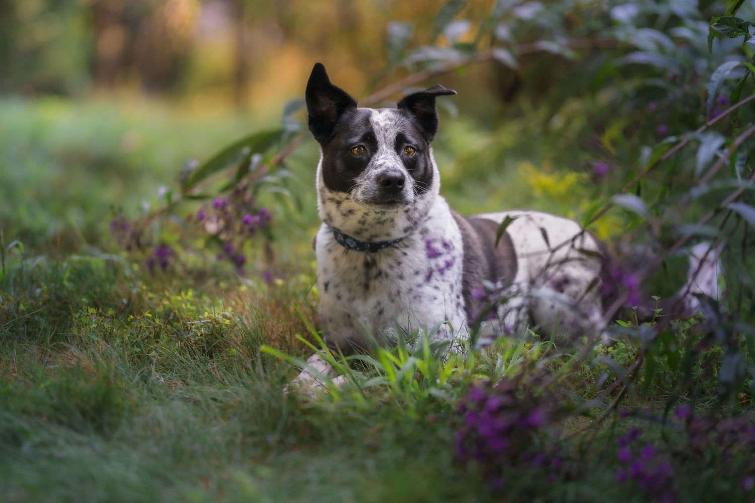A spotted dog resting in lush green grass surrounded by purple wildflowers in a serene garden setting.