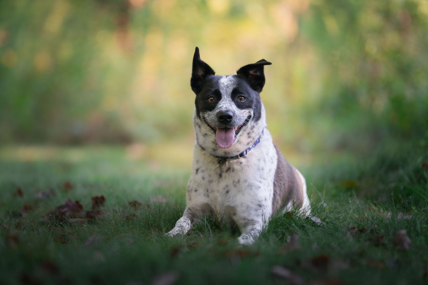 Happy spotted dog with tongue out sitting on green grass in a bokeh outdoor setting.