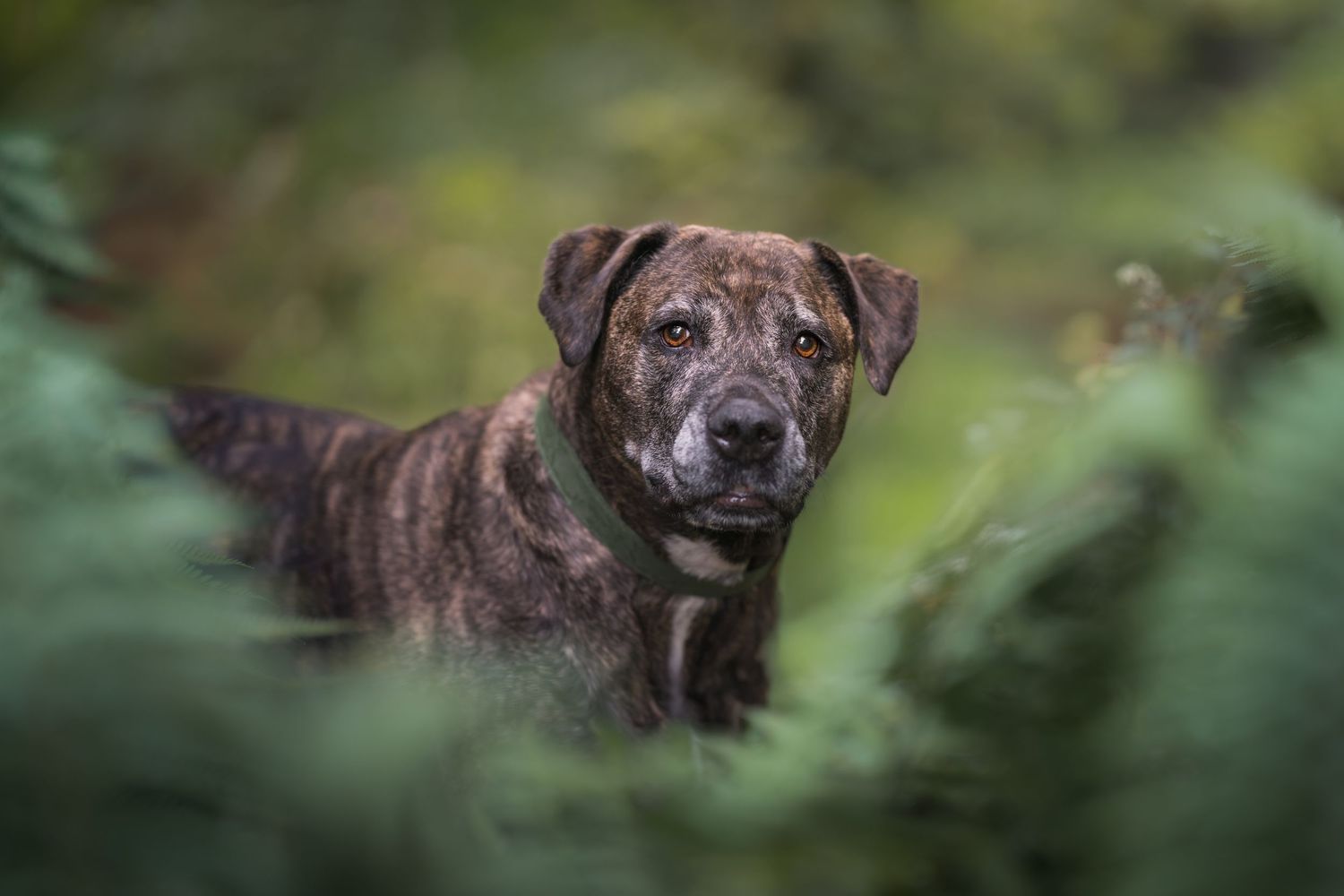 A brindle dog peers through lush green foliage in a forest setting, showcasing its alert and curious expression.