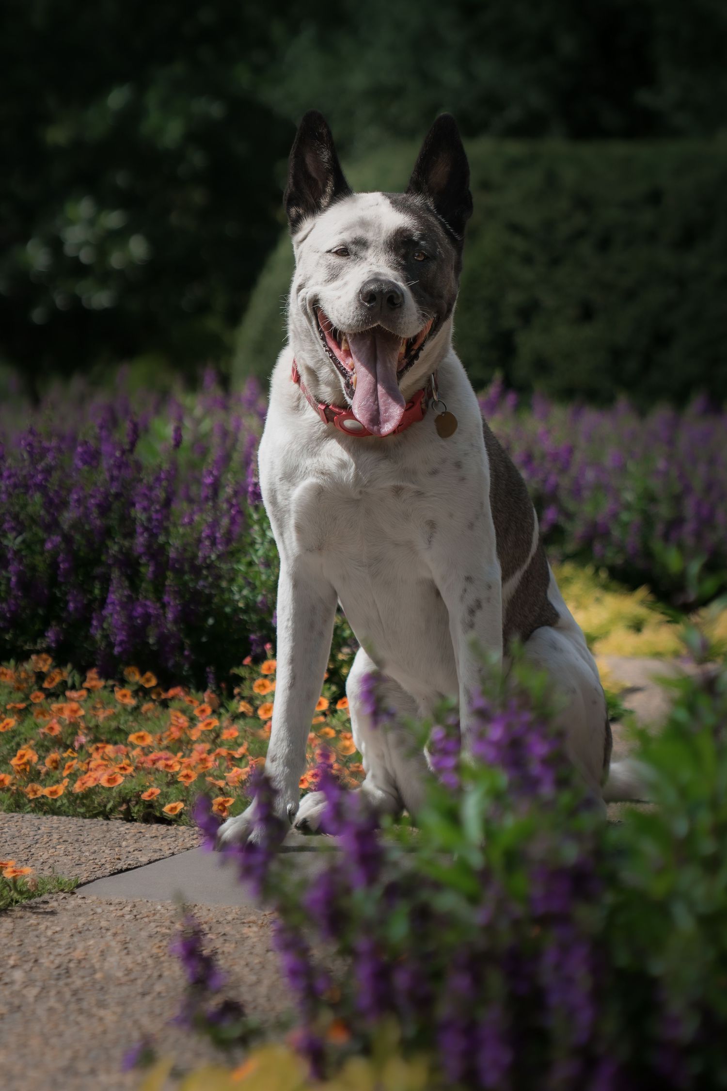 Black and white dog sitting among colorful flowers in a sunlit garden.