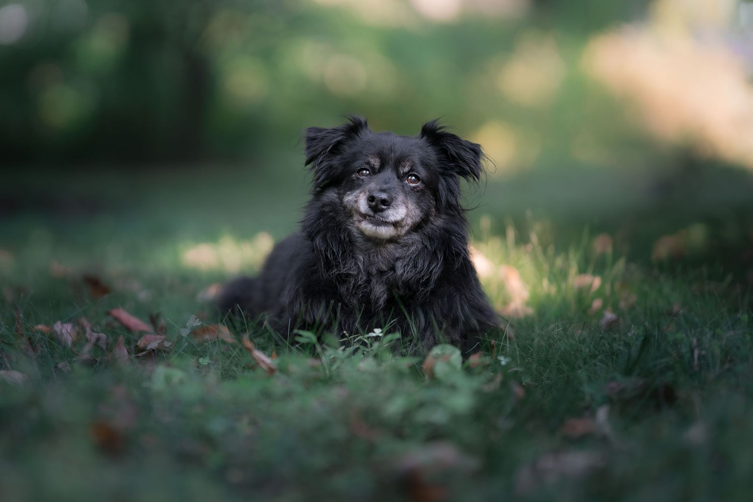 A fluffy black dog resting on green grass in a sunlit outdoor setting with fallen leaves nearby.