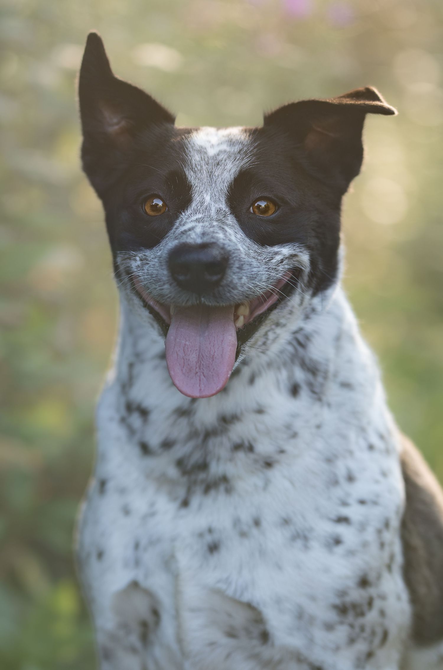 A happy black and white spotted dog with tongue out poses for a portrait outdoors with bokeh background.