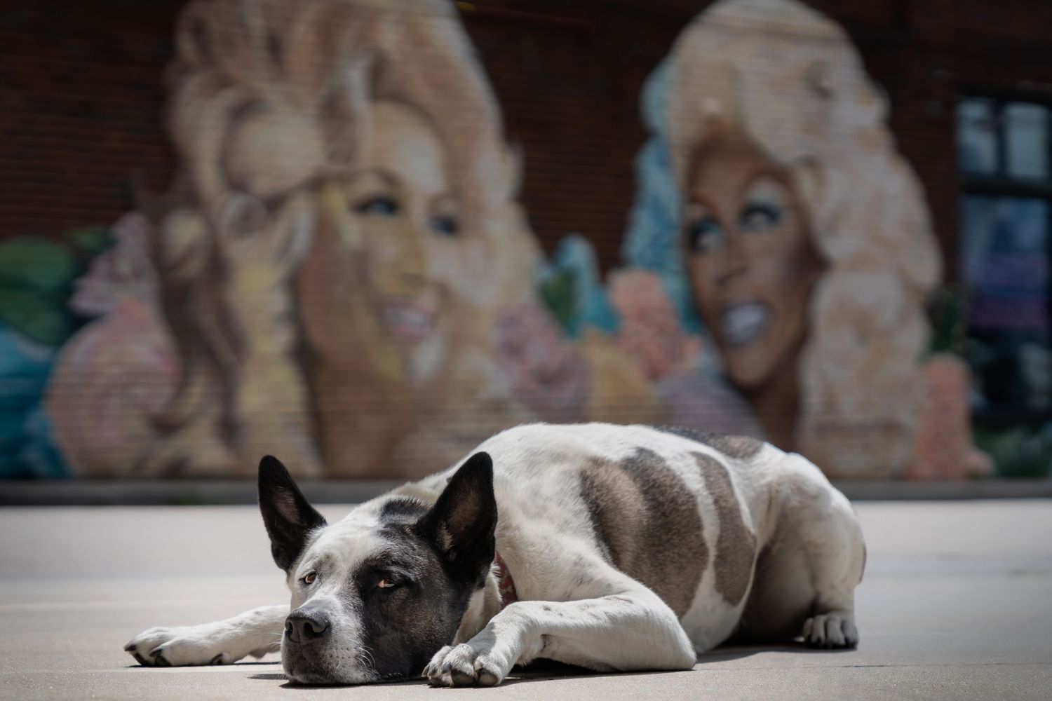 Black and white dog resting outdoors in front of a colorful mural.