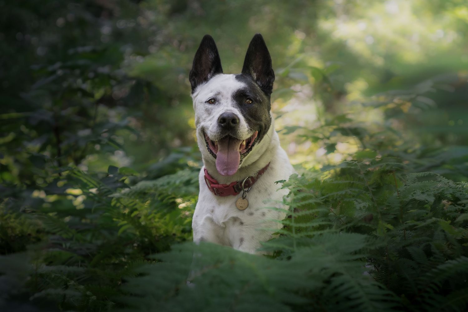 Black and white dog standing among lush green ferns in a softly lit forest.