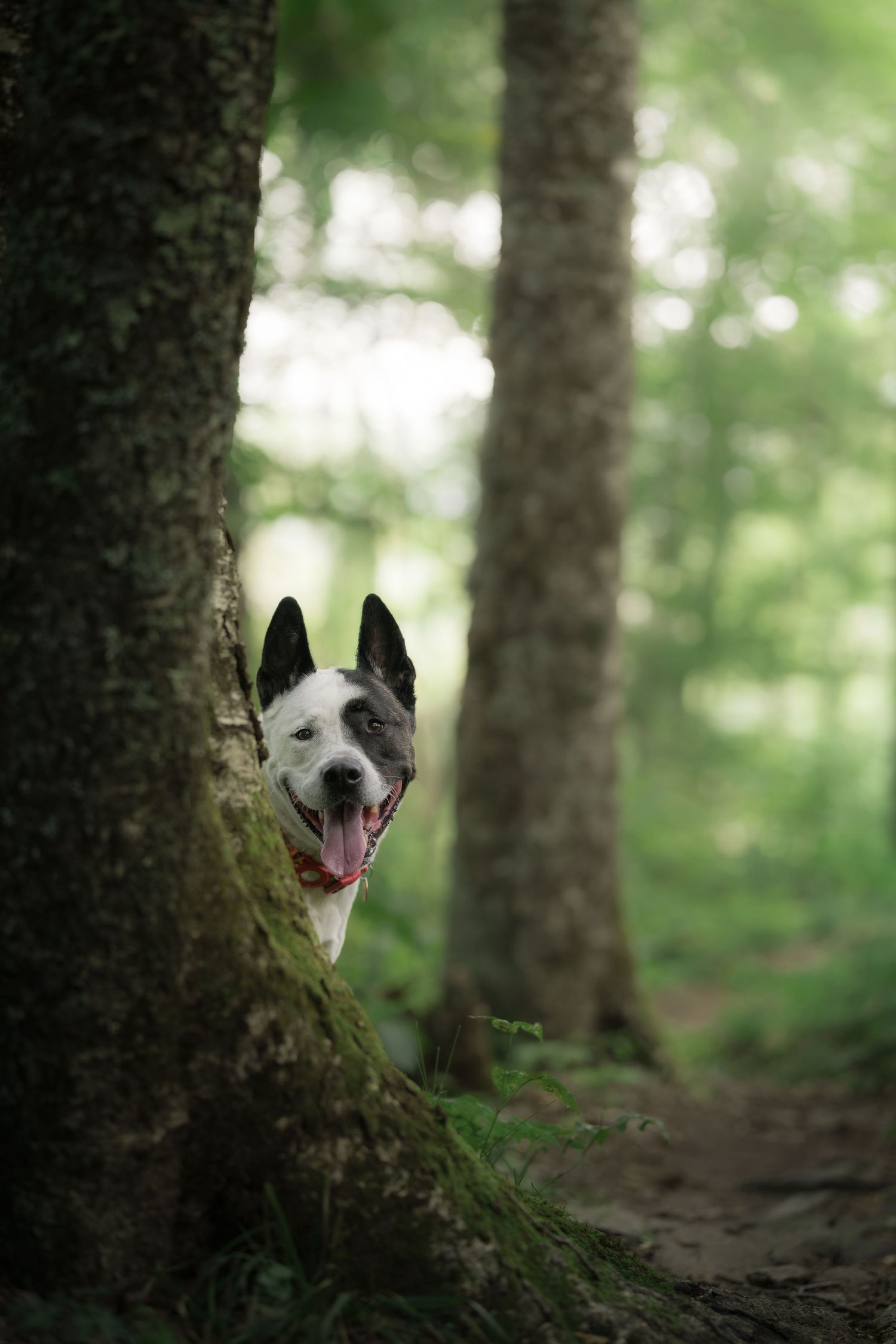 Black and white dog peeking playfully from behind a large tree trunk in a green forest.