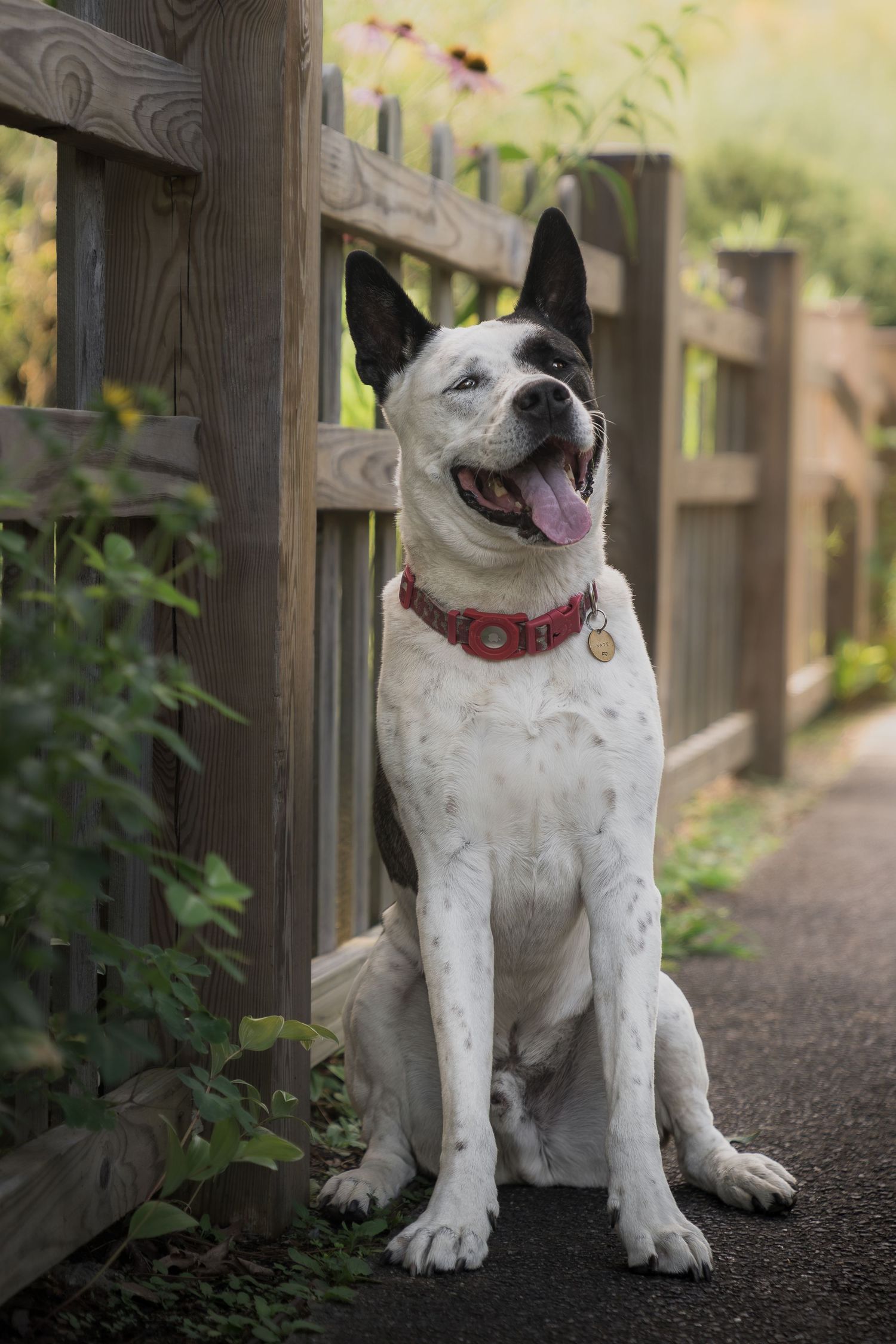 Black and white dog sitting beside a wooden fence, looking off into the distance.