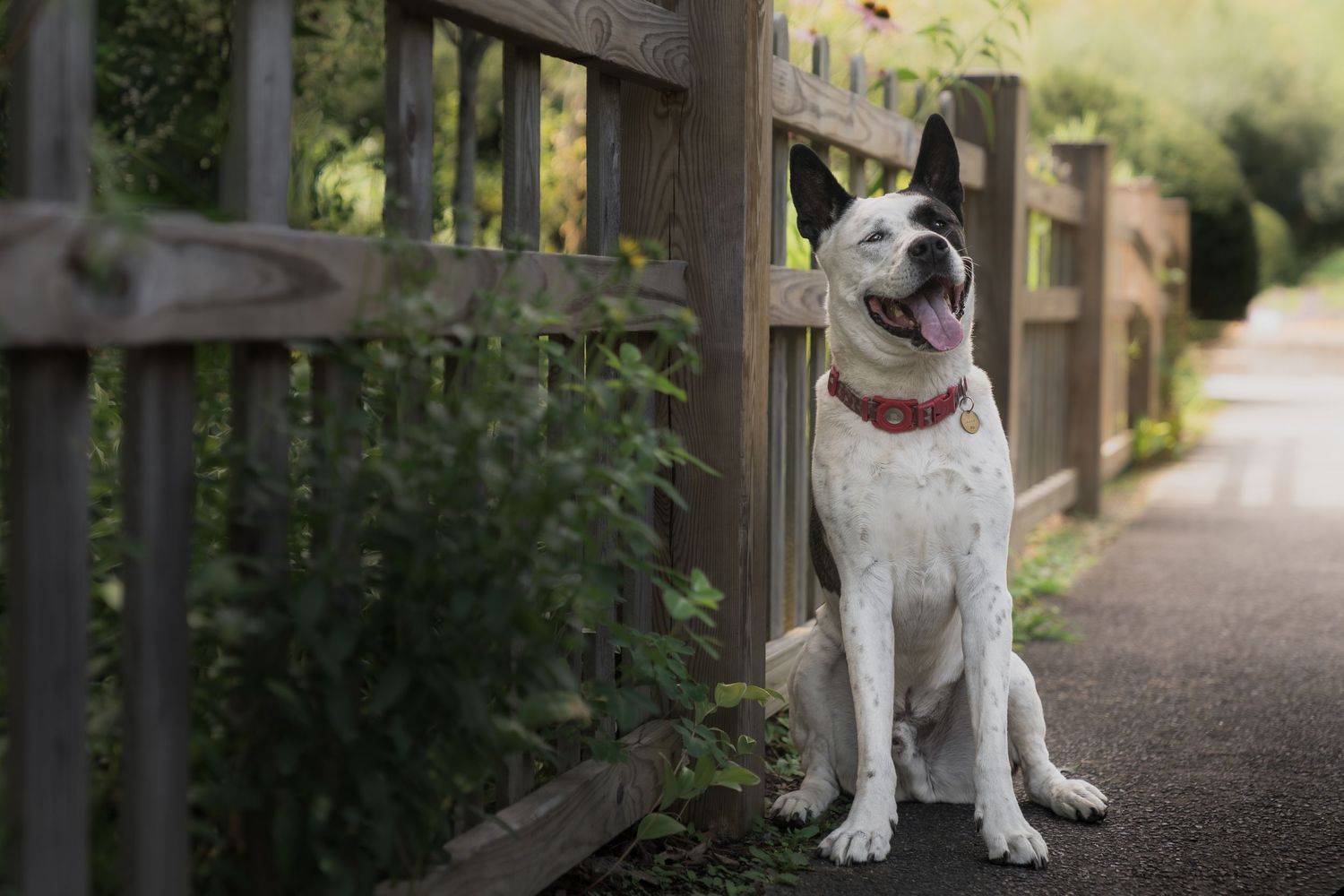 Happy black and white dog sitting beside a rustic wooden fence on a sunlit outdoor path.