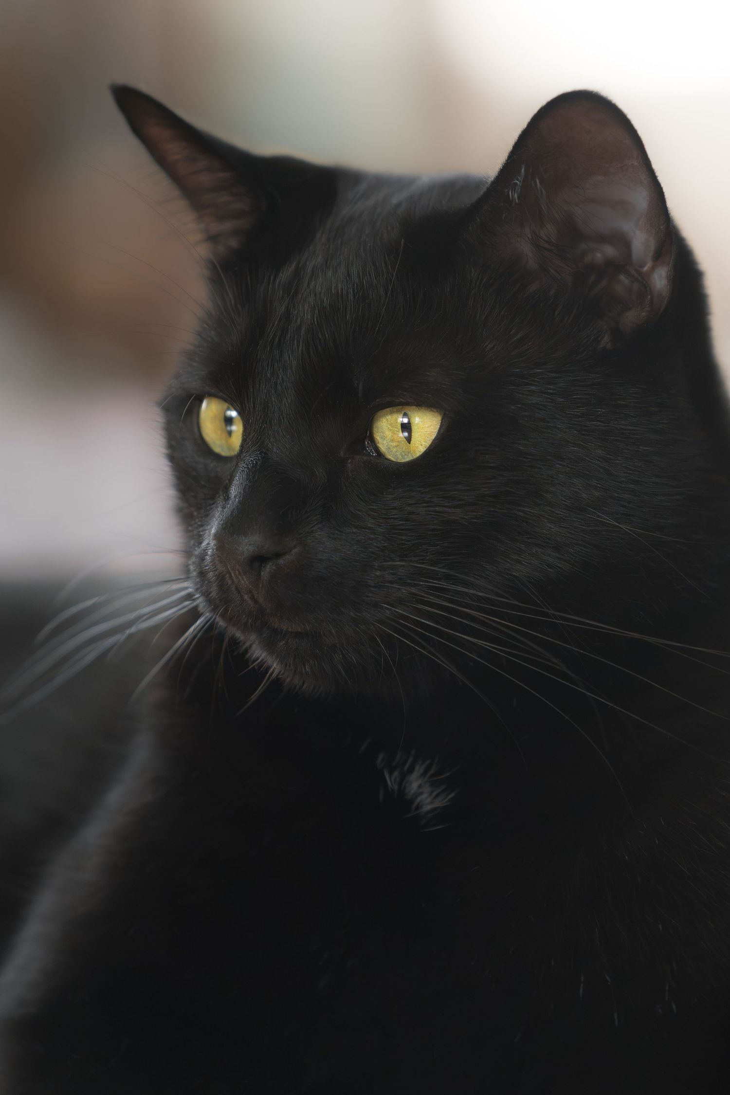 Close-up portrait of a black cat with yellow eyes gazing to the side.