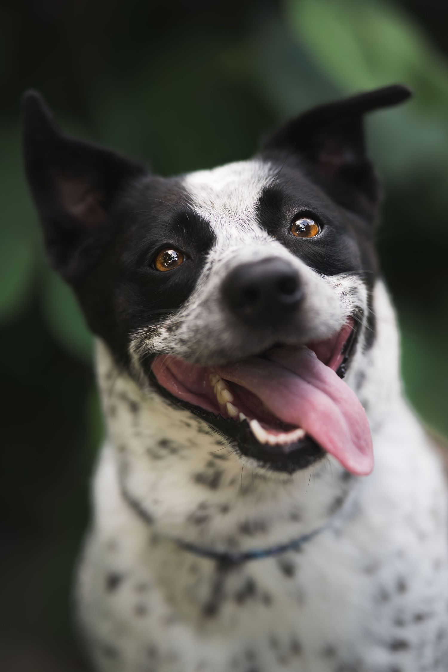 Happy black and white spotted dog with tongue out, bright brown eyes, and blue collar against green background.