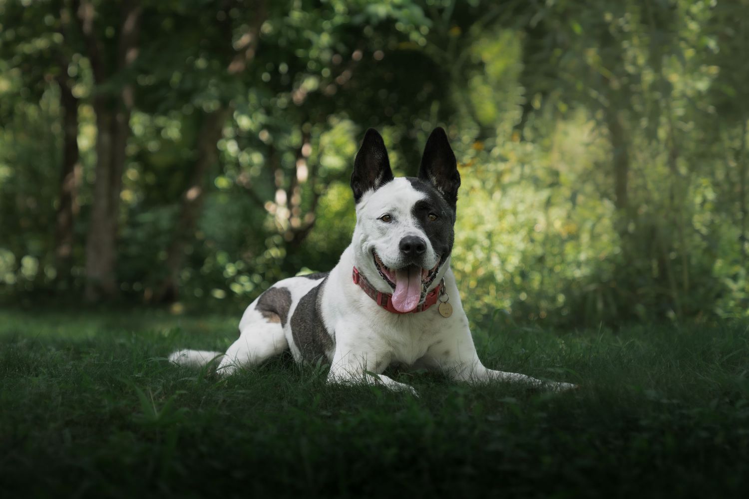 Black and white dog relaxing in the grass beneath trees in soft natural light.