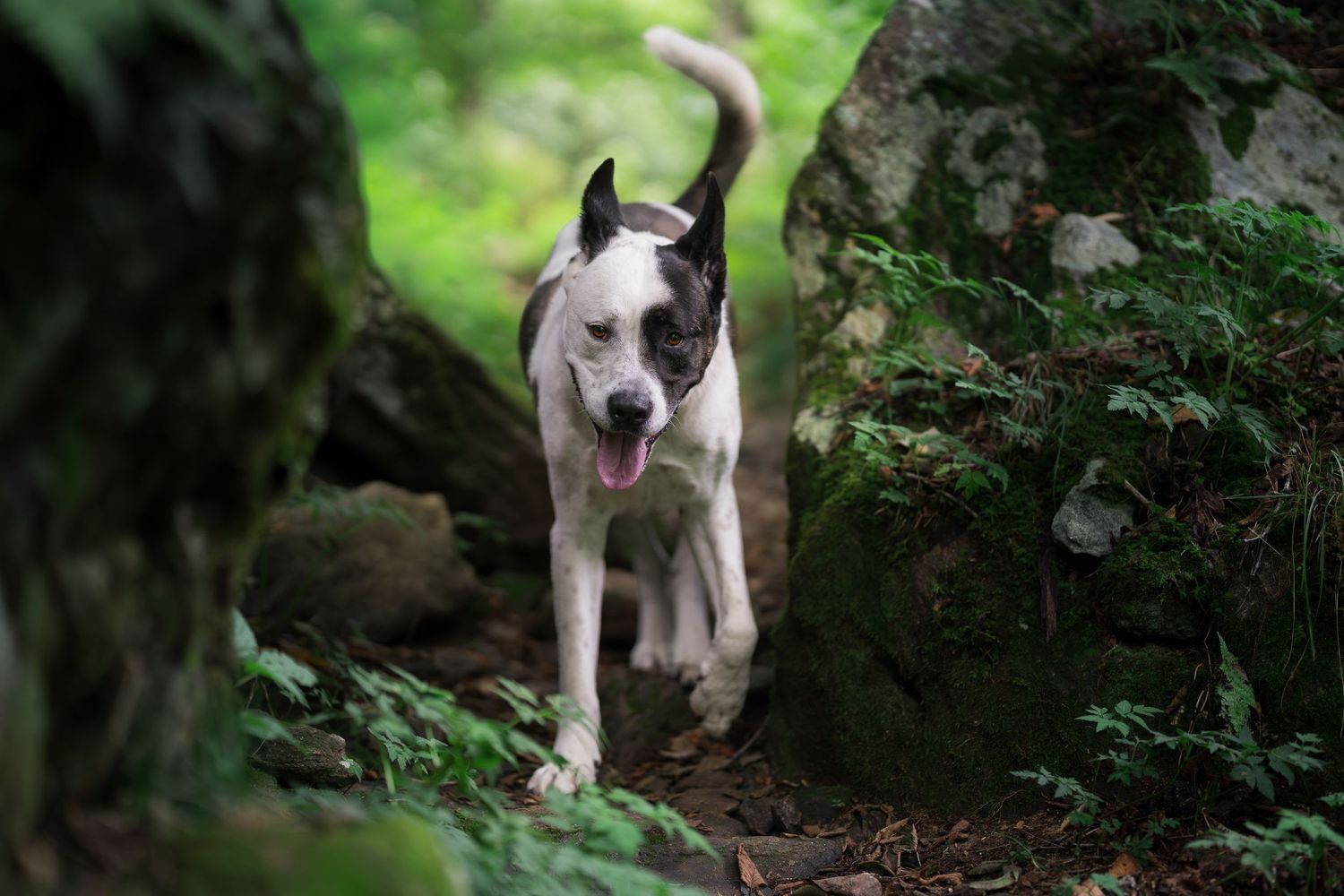 Black and white dog walking through mossy rocks and green ferns in a forest setting.