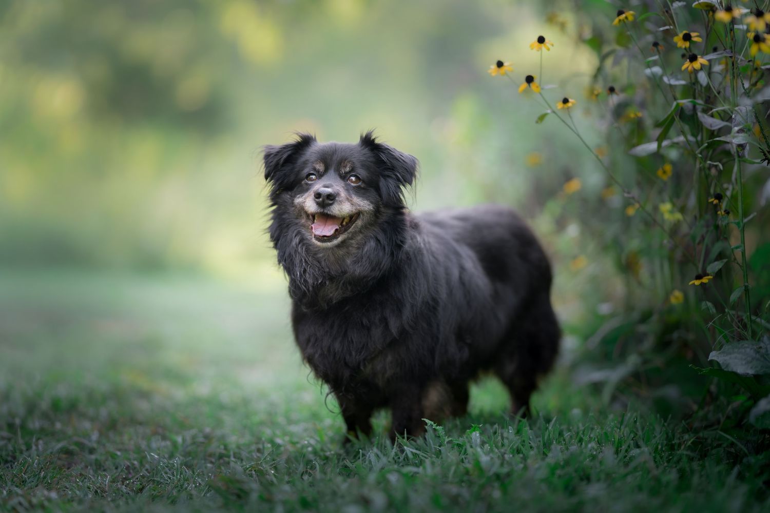 A fluffy black dog stands happily on green grass beside yellow wildflowers in a soft bokeh outdoor setting.