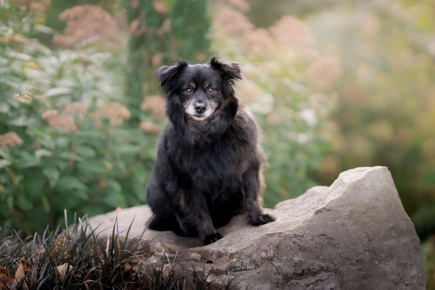 A small black fluffy dog sits on a large rock surrounded by lush green and autumn-toned garden foliage.