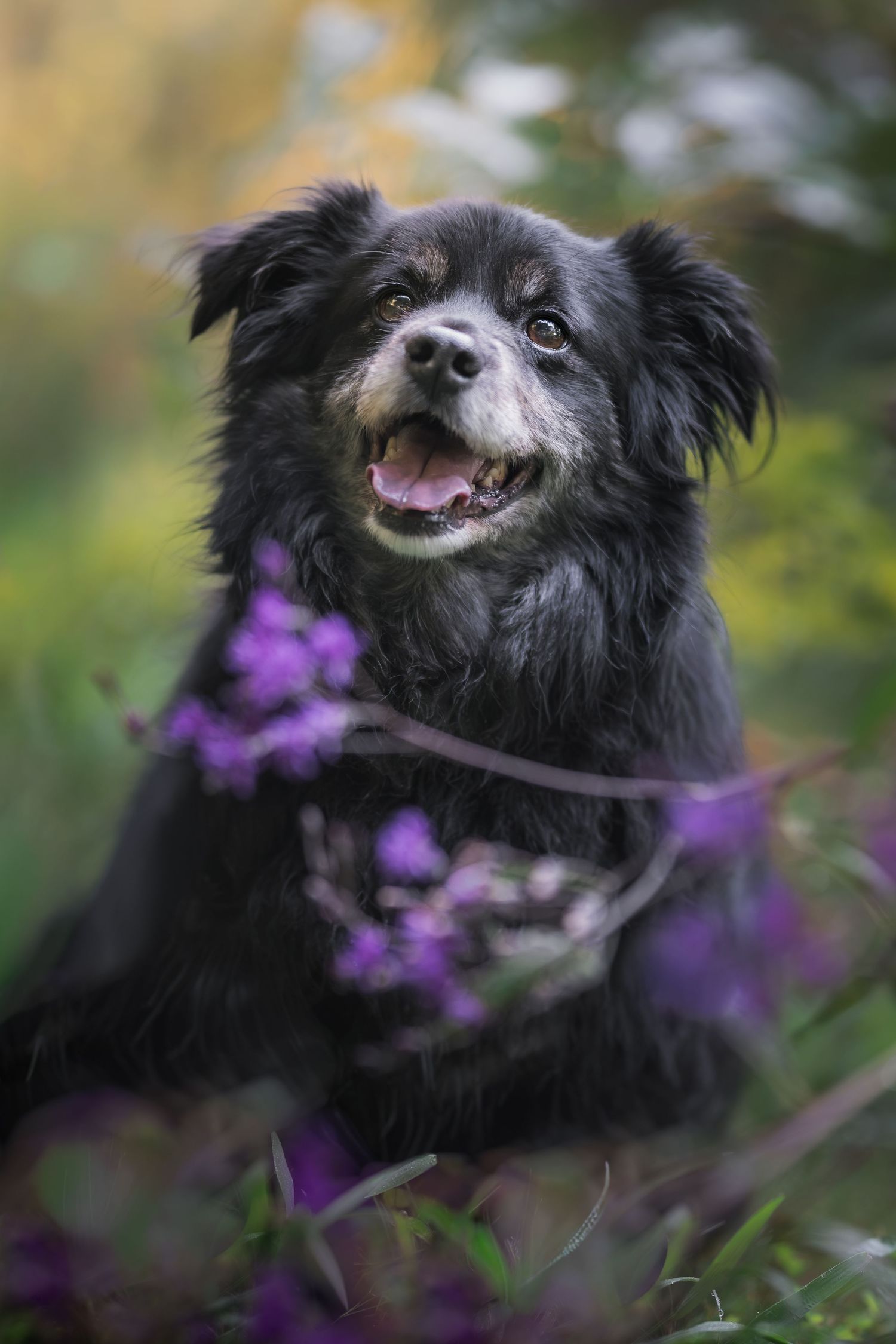 Fluffy black dog with gray muzzle sits among purple wildflowers, mouth open in a happy smile, in a lush green garden.