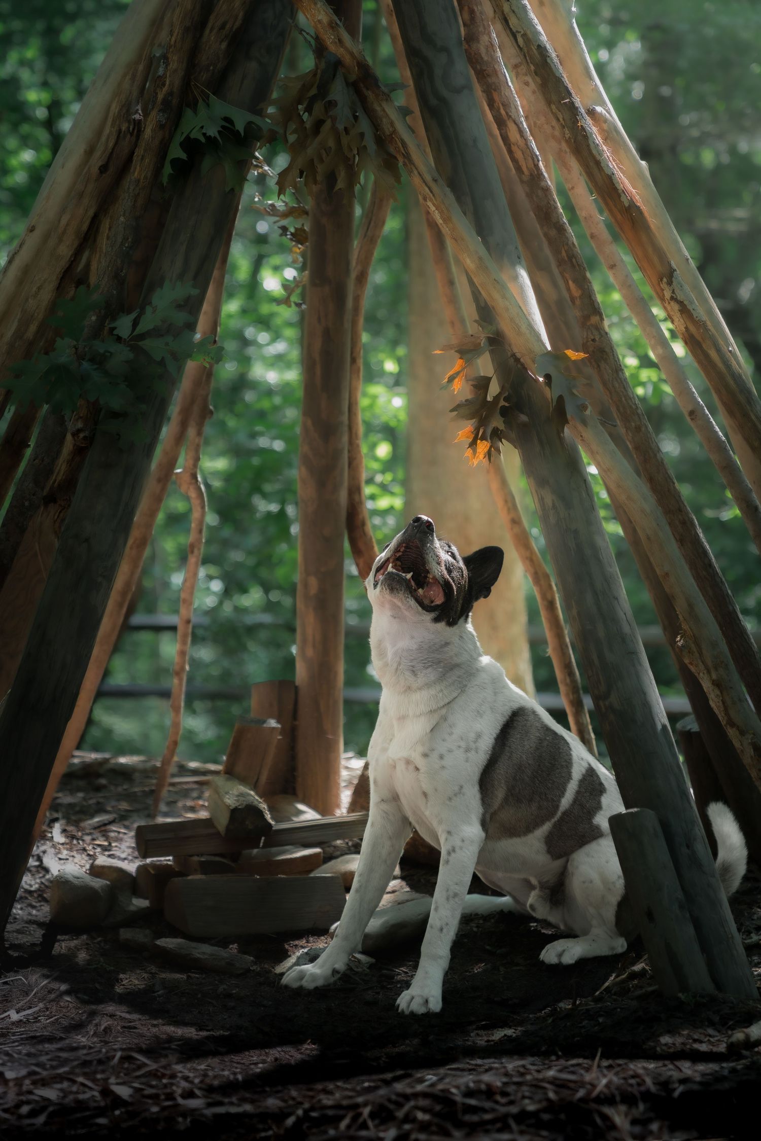 Black and white dog sitting inside a rustic wooden structure surrounded by forest.