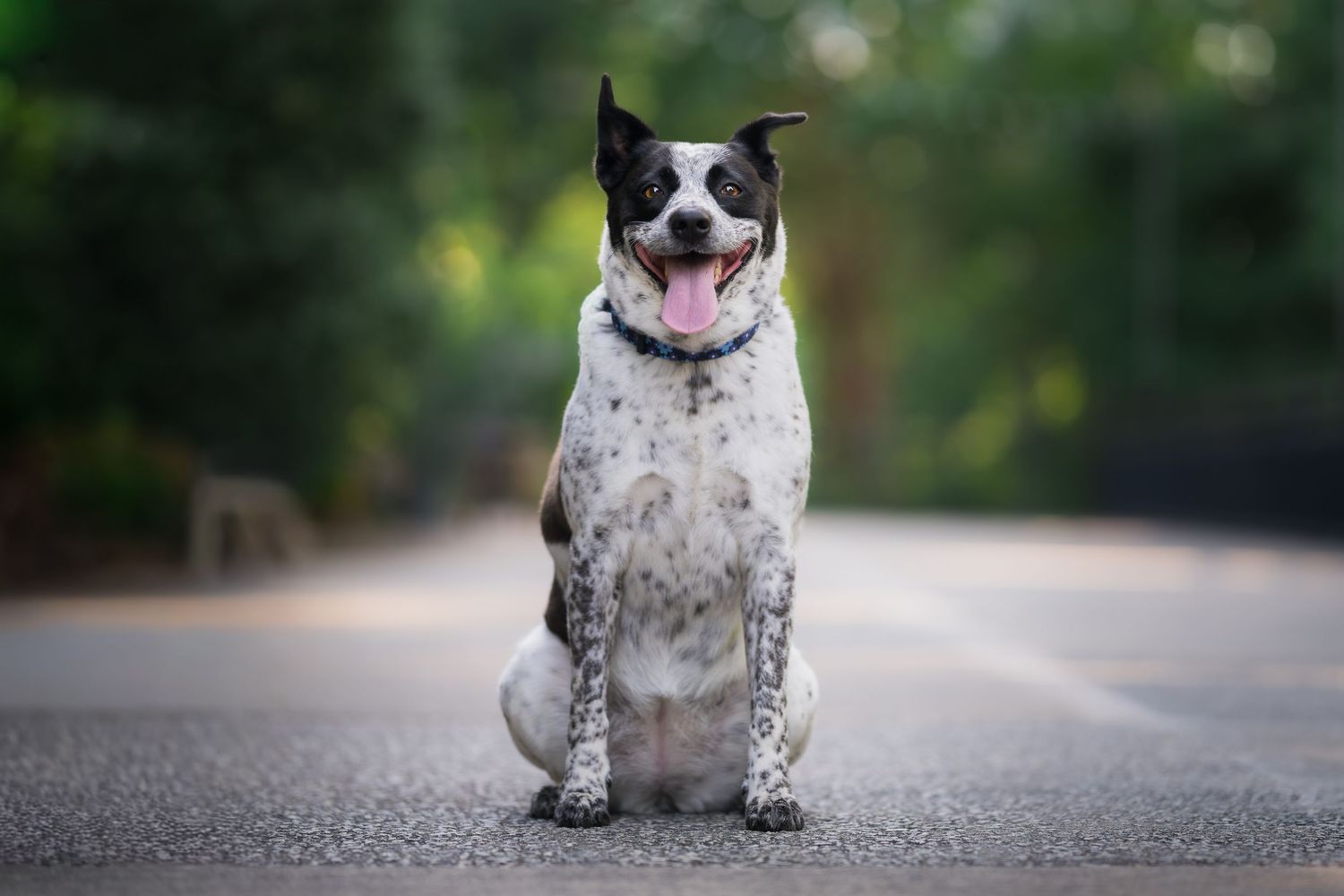 A happy spotted dog sits upright on a road with tongue out, against a blurred green background.