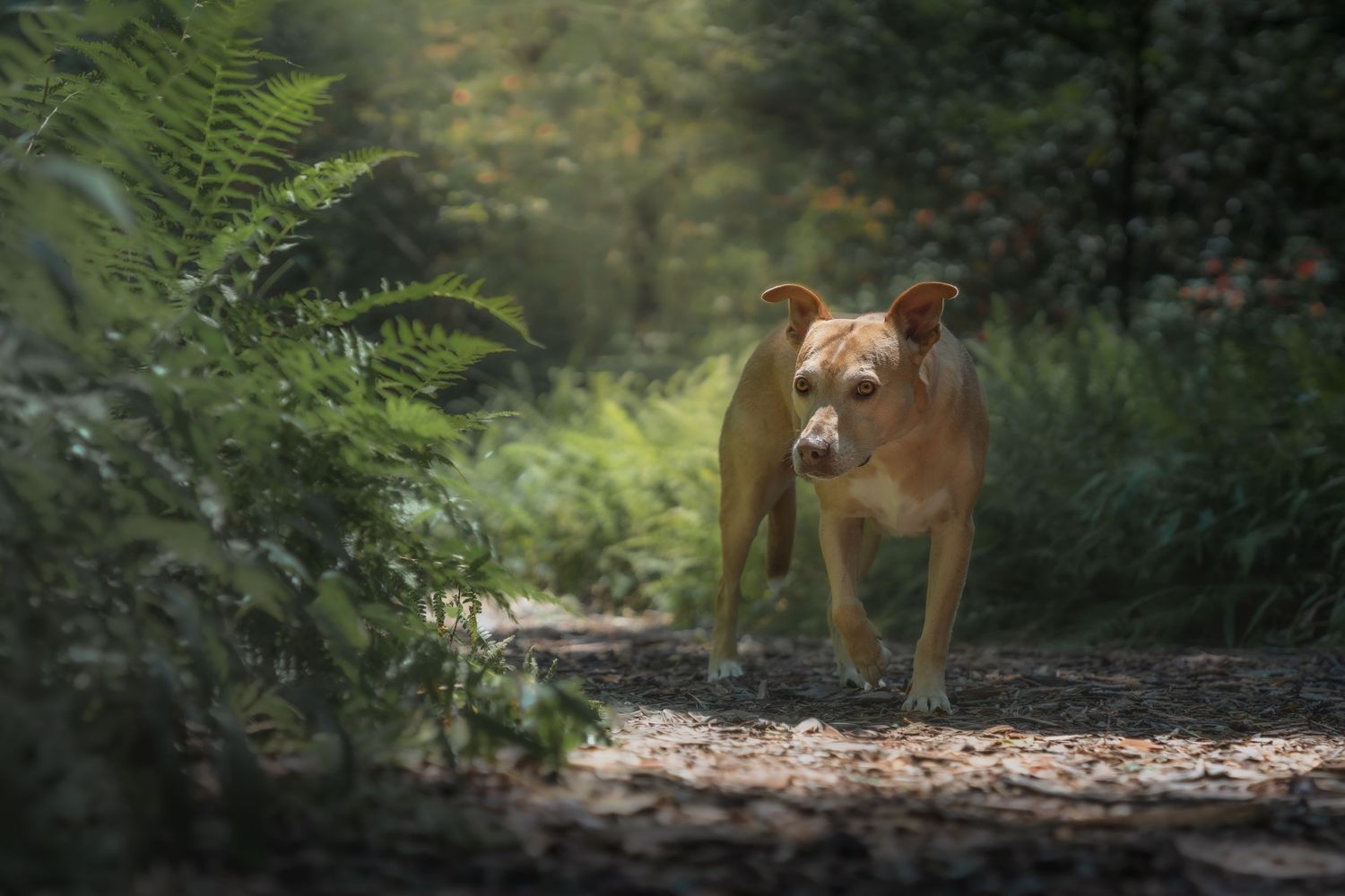 Tan dog standing on a sunlit forest trail surrounded by ferns and greenery.