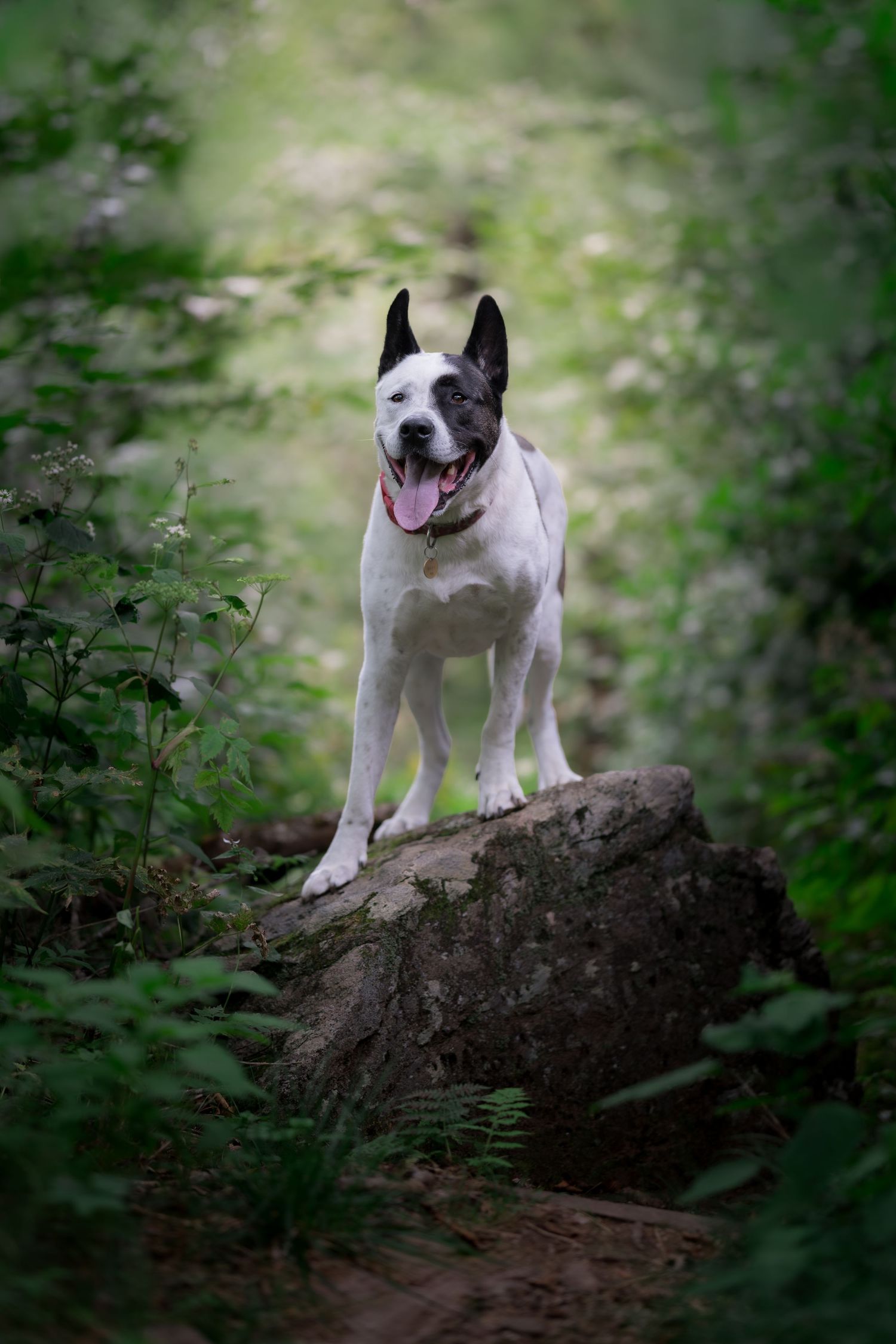 Black and white dog standing proudly on a rock surrounded by lush green forest foliage.