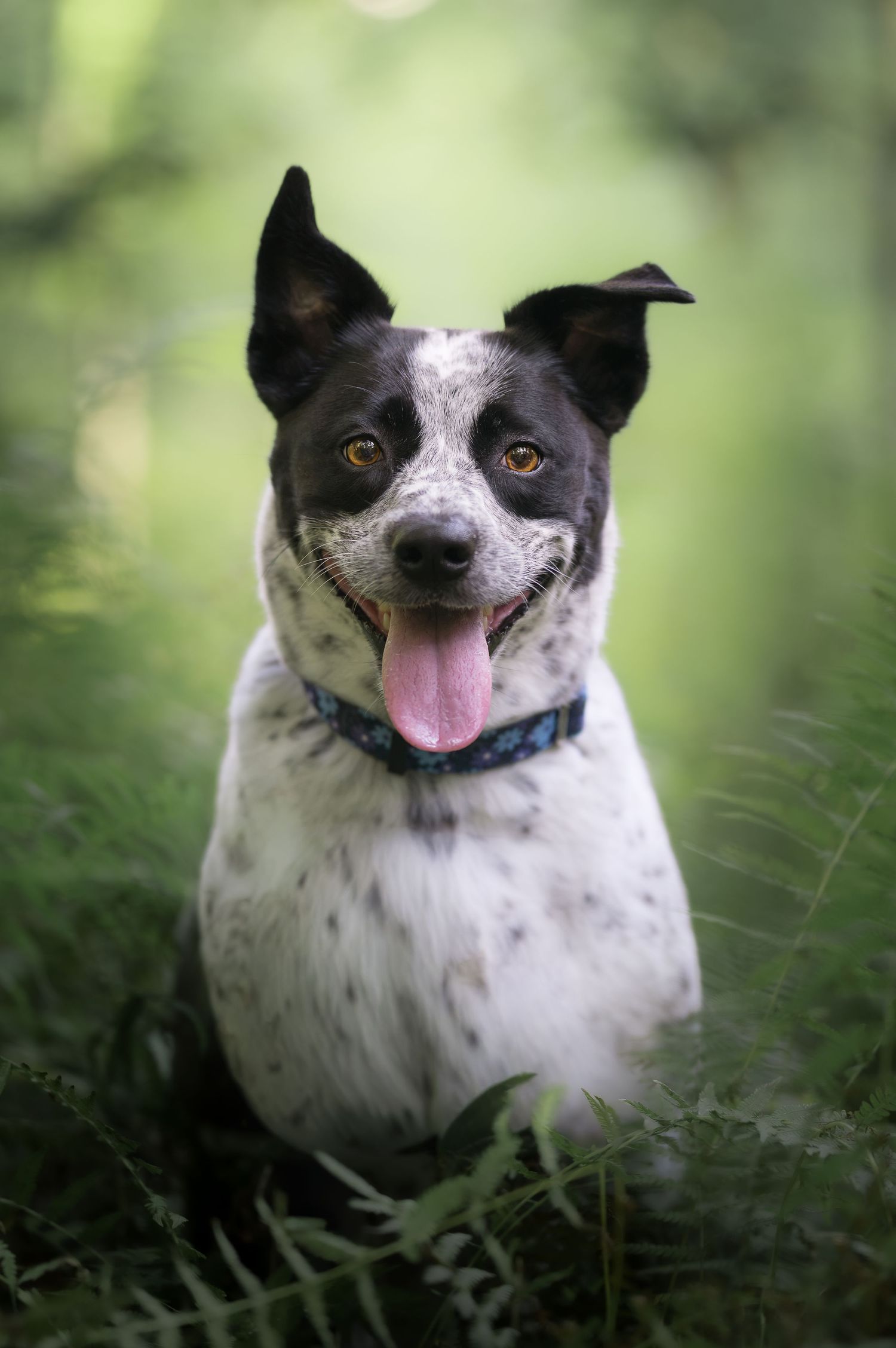 Black and white spotted dog with tongue out sitting in green ferns, wearing a blue collar.