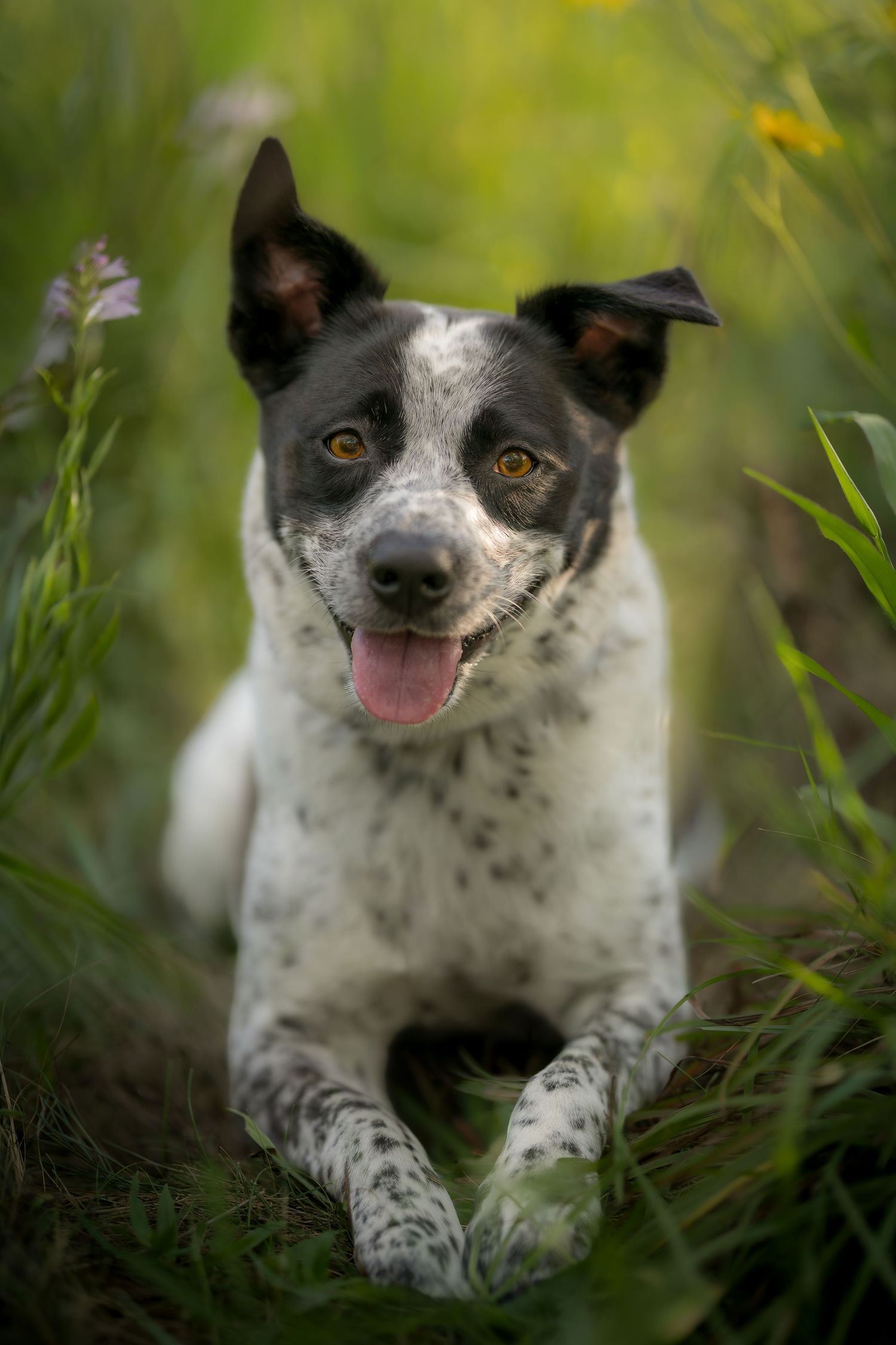 Black and white spotted dog lying in green grass with wildflowers, tongue out, looking at camera.