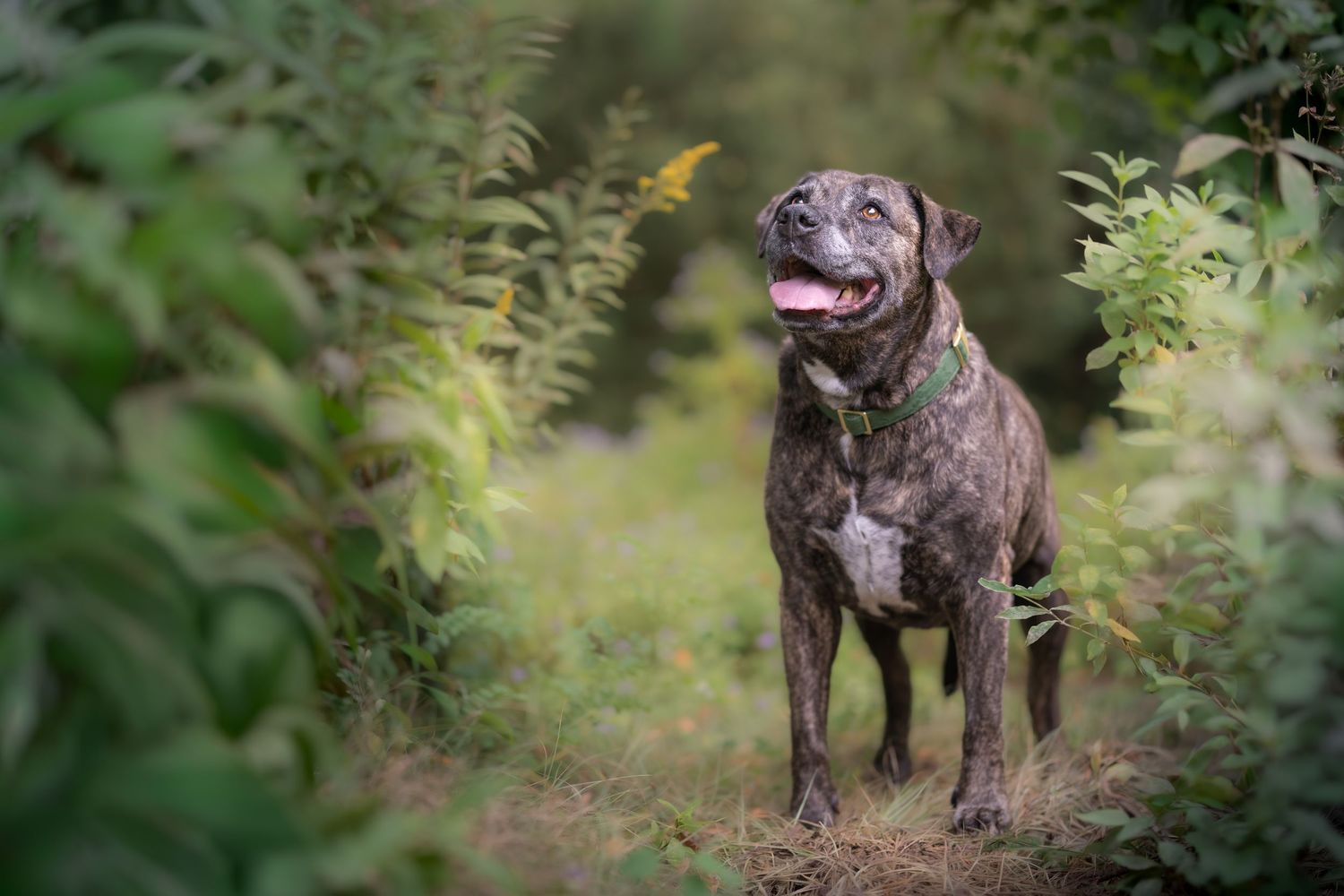 Brindle dog standing happily among green bushes in a natural outdoor setting with mouth open.