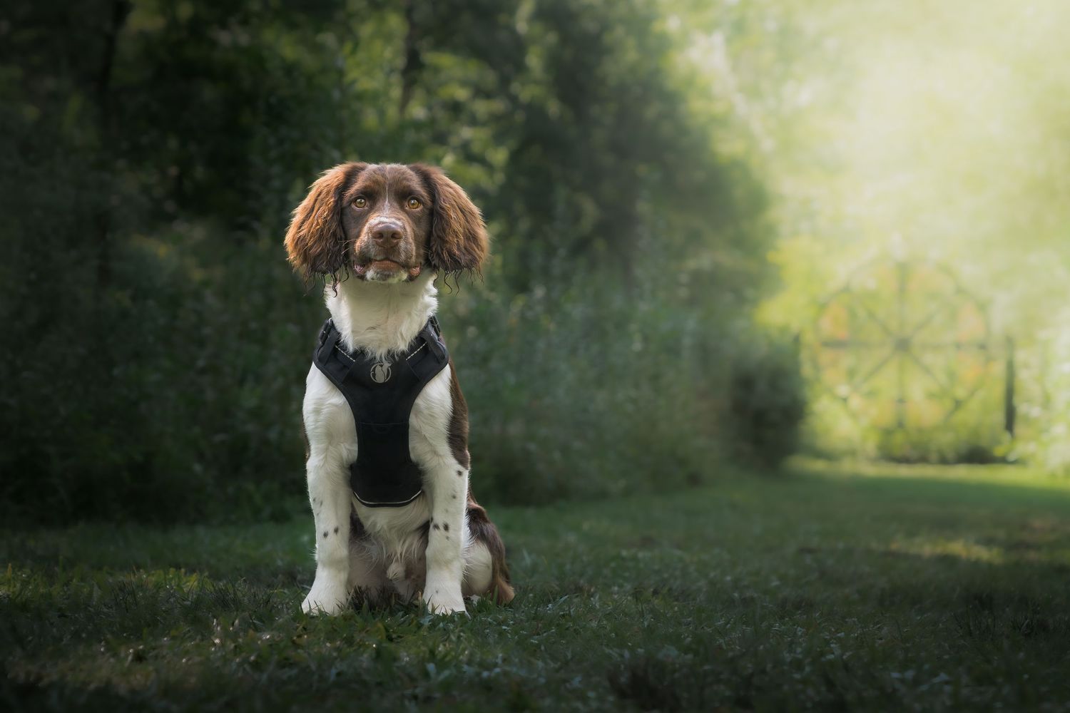Brown and white dog sitting on a grassy path surrounded by soft green foliage.
