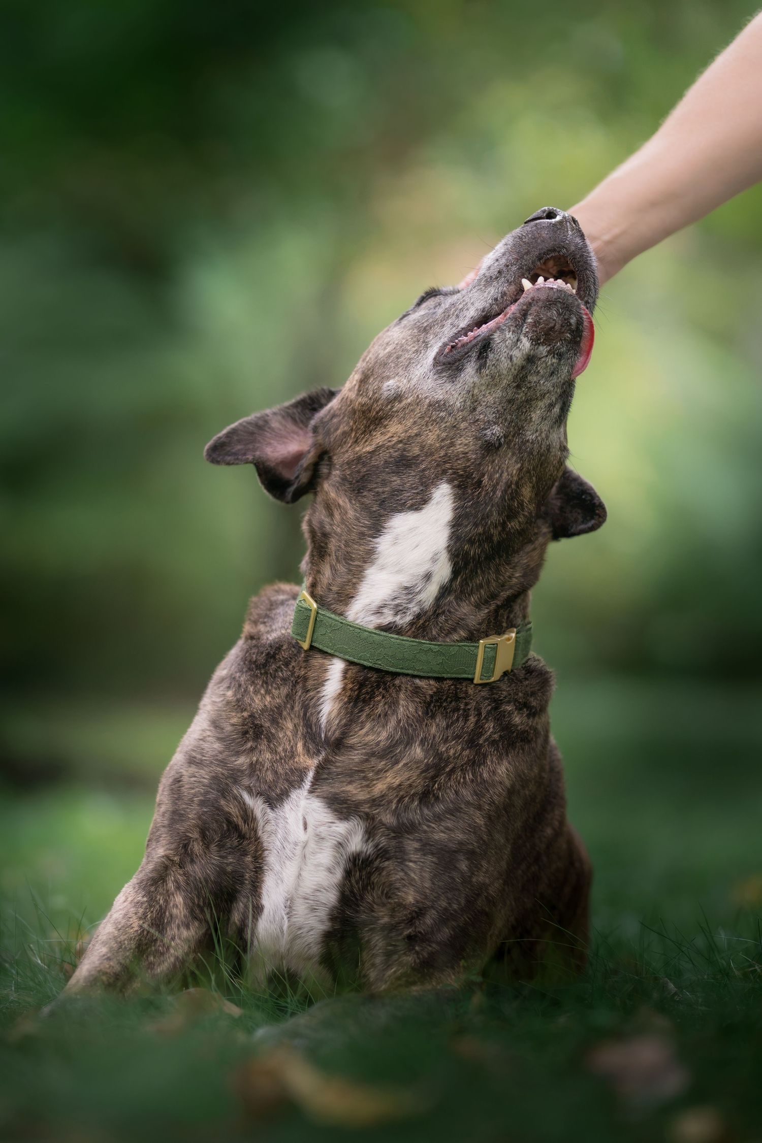 Brindle dog with green collar sitting on grass, looking up at a person's hand outdoors.