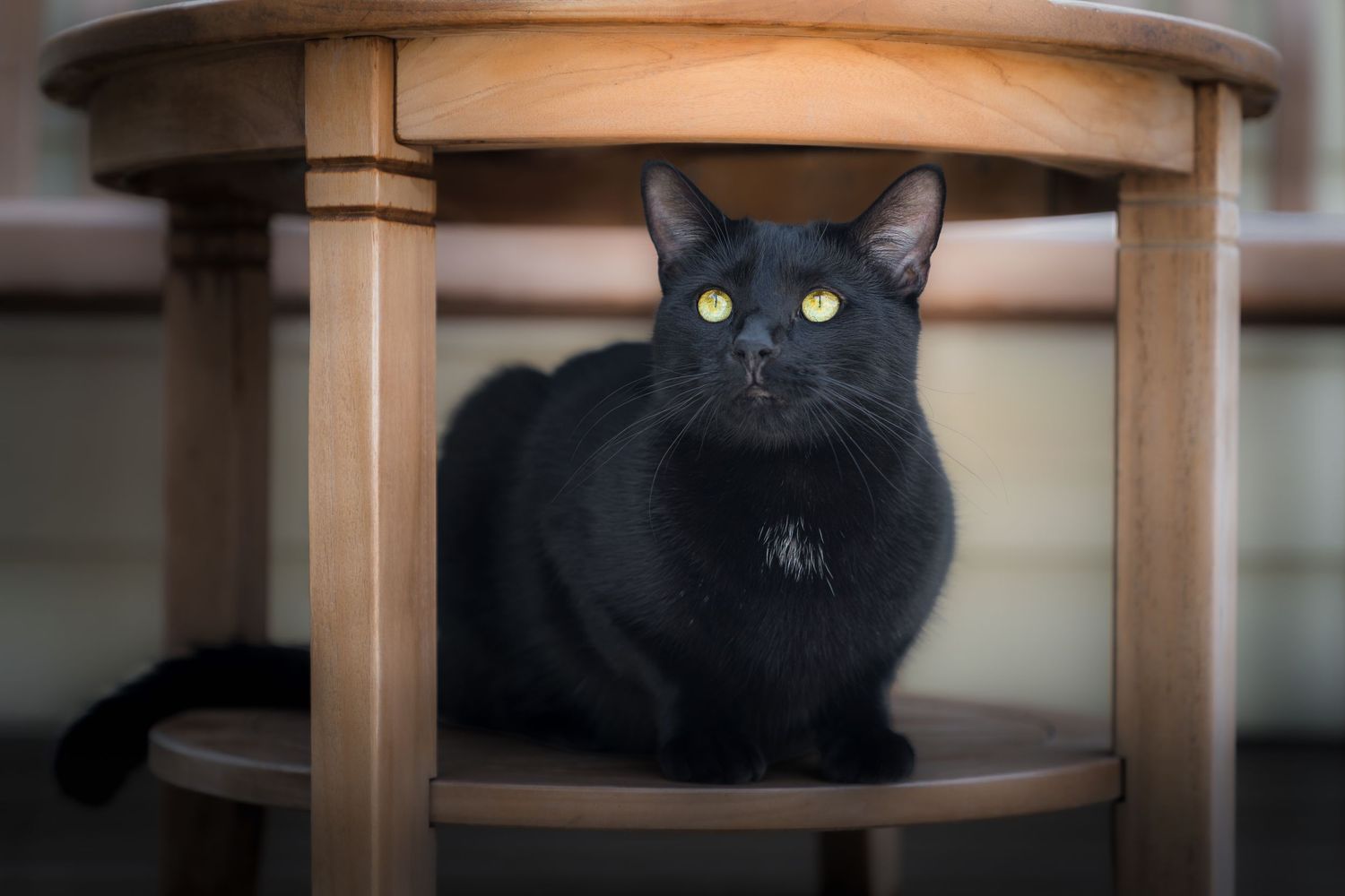 Black cat with bright yellow eyes sitting on the lower shelf of a wooden table.
