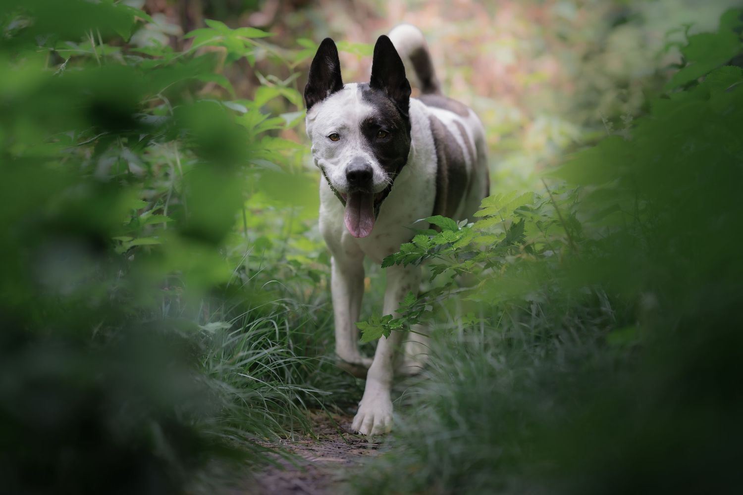 Black and white dog walking through dense green foliage along a shaded forest path.