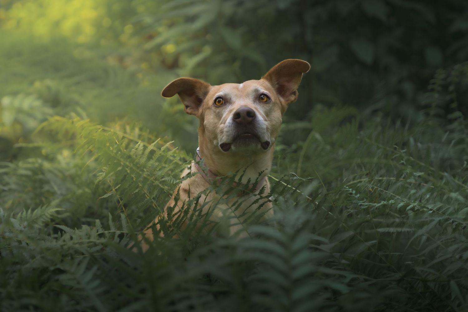 Tan dog peeking through lush green ferns in soft forest light.