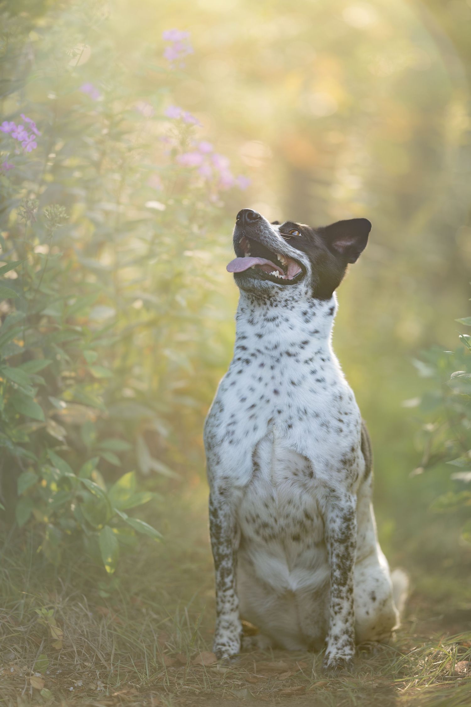 Spotted black and white dog sitting outdoors among wildflowers in golden sunlight with tongue out.