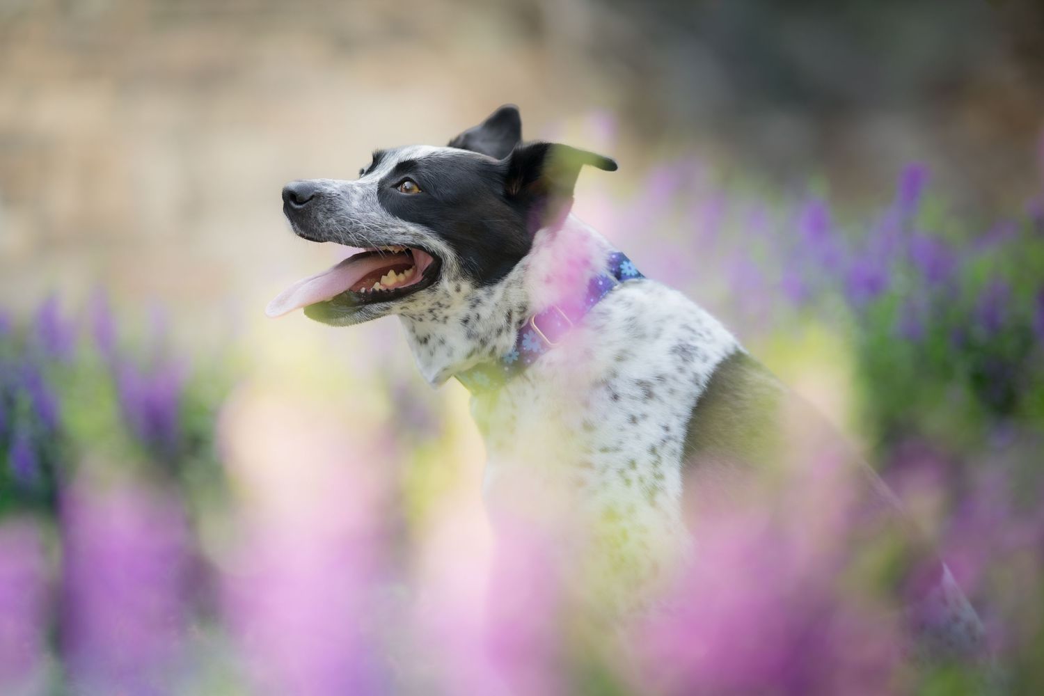 A black and white spotted dog sits among vibrant purple and pink wildflowers, looking alert in a garden setting.