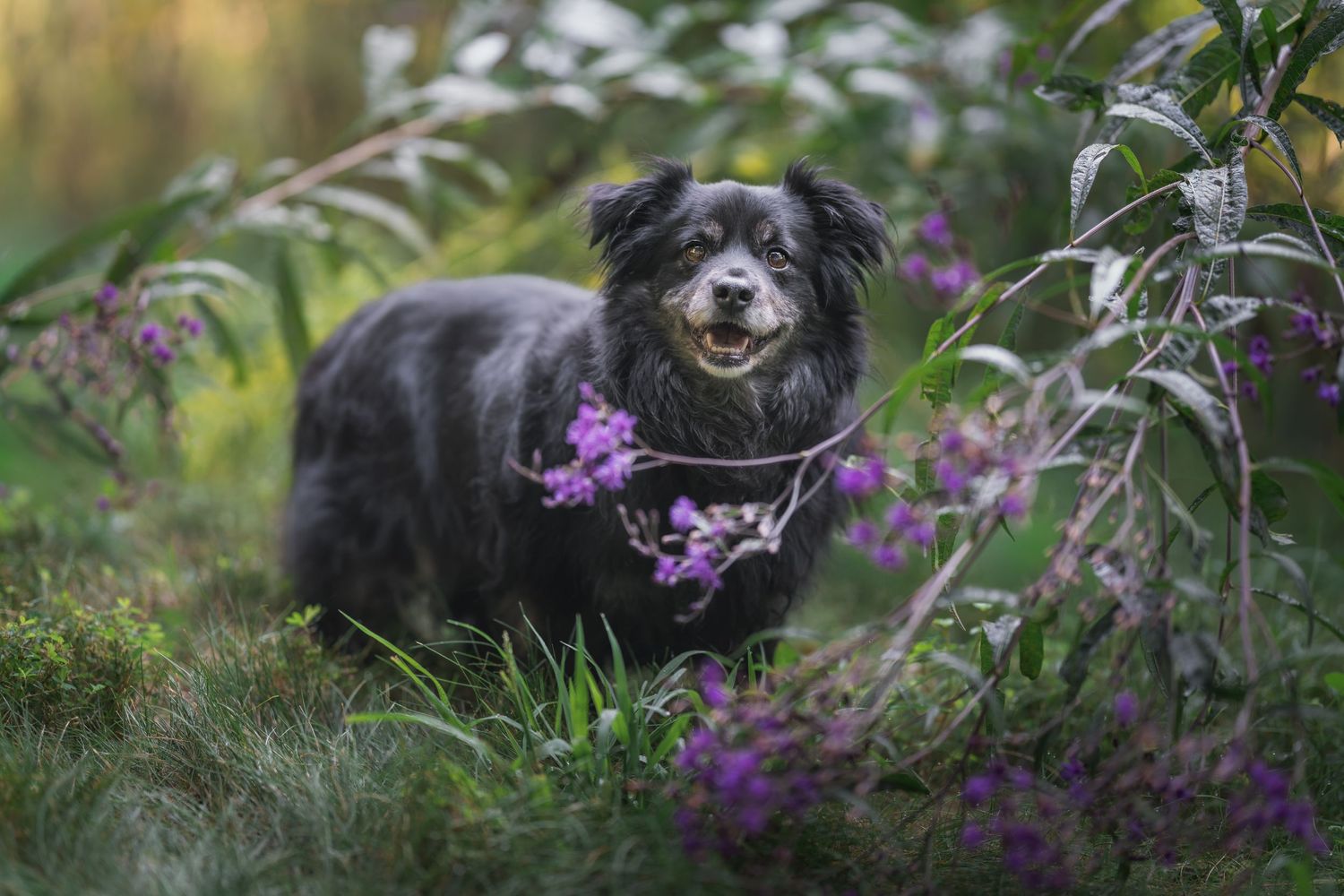A fluffy black dog stands among vibrant purple wildflowers and lush green grass in a natural outdoor setting.