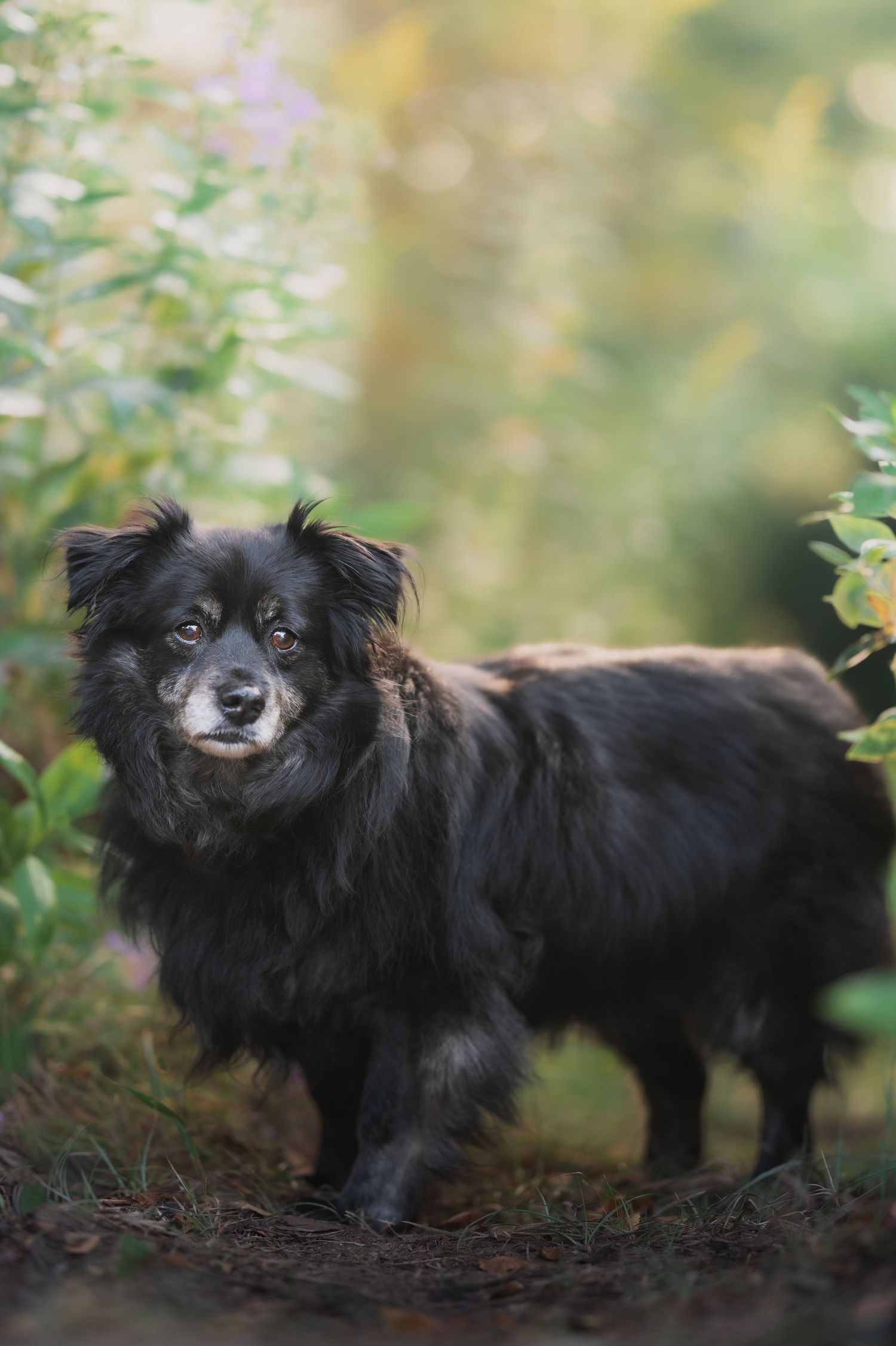 A fluffy black senior dog stands on a forest path surrounded by lush green foliage and soft bokeh lighting.