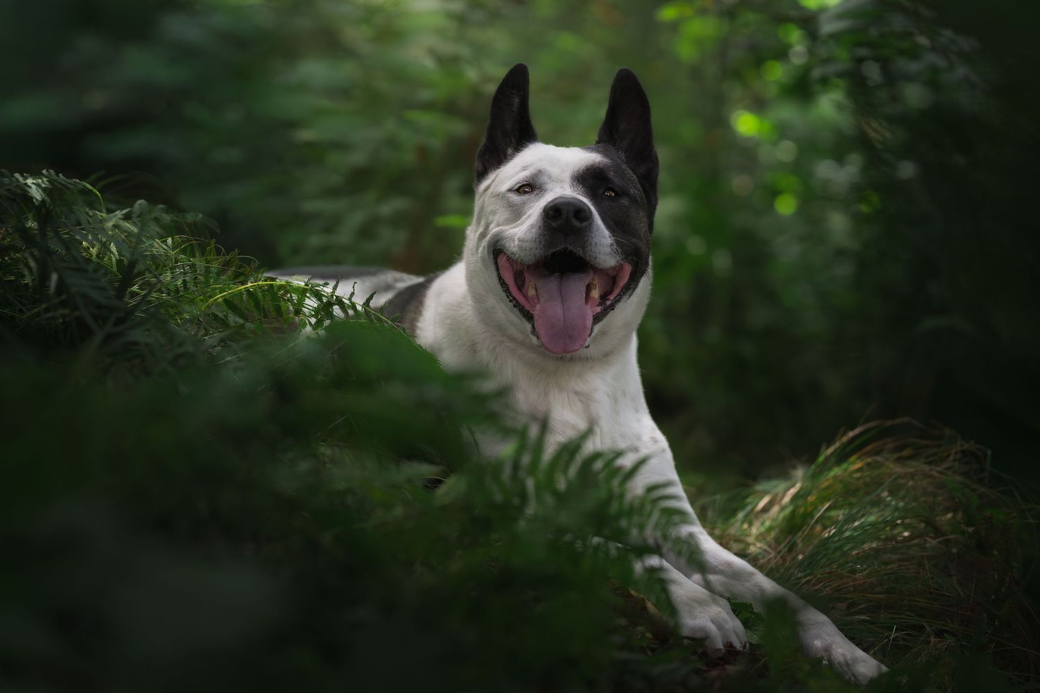Happy black and white dog lying in green ferns with tongue out in a forest.