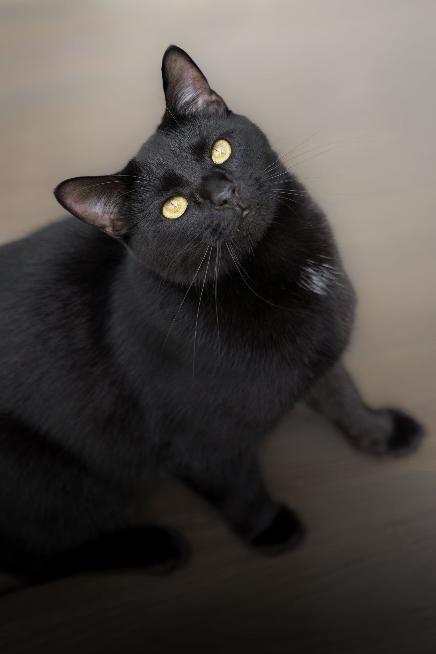 Black cat with bright yellow eyes looking upward while sitting indoors.