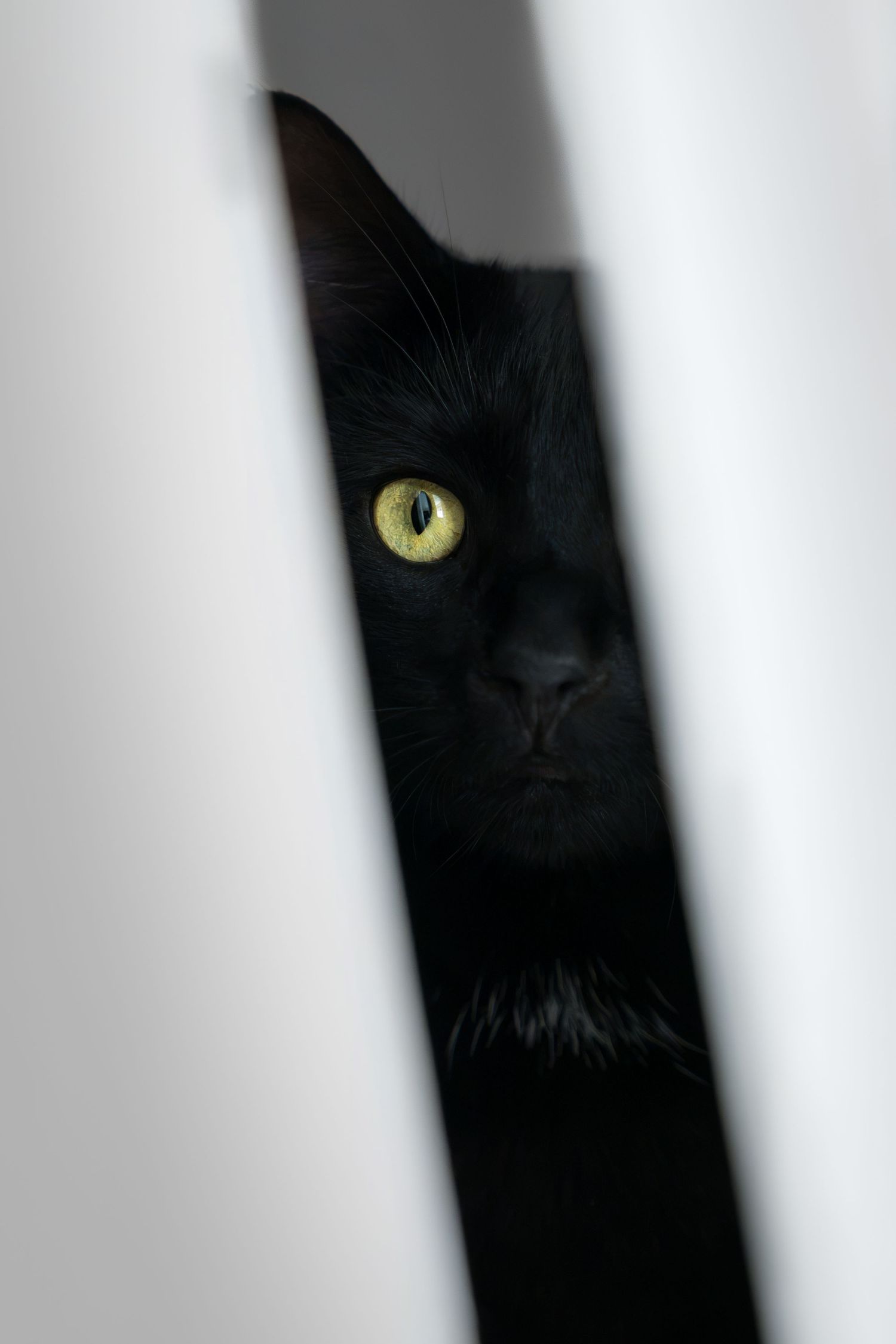 Black cat with yellow-green eyes peering through a narrow gap between white curtains.