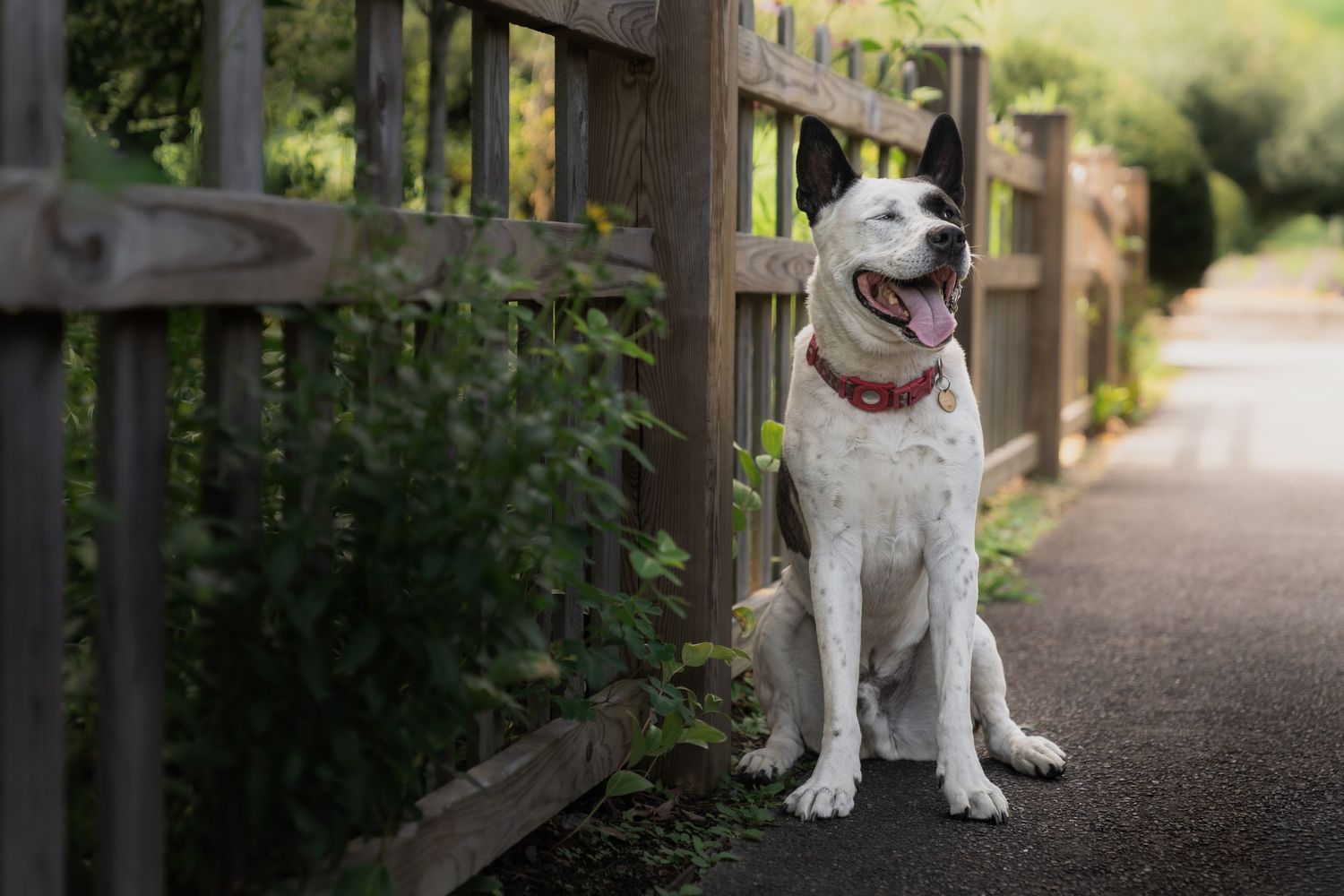 Happy black and white dog sitting beside a rustic wooden fence on an outdoor path.