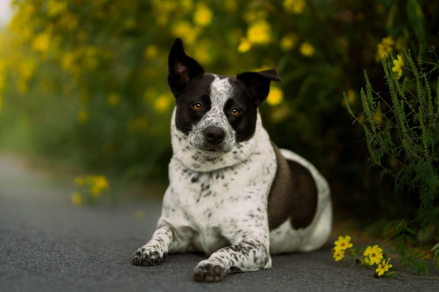 Black and white spotted dog lying on a road surrounded by yellow wildflowers in a lush green garden setting.