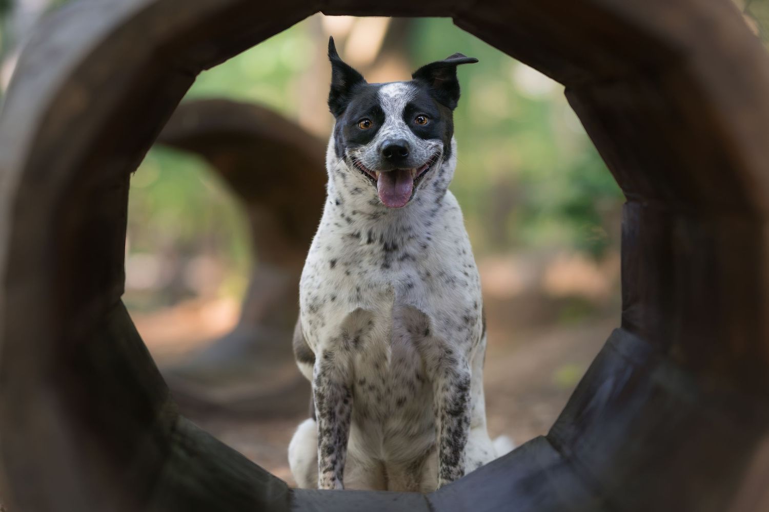 Spotted black and white dog sitting inside a circular tunnel opening with tongue out in an outdoor setting.