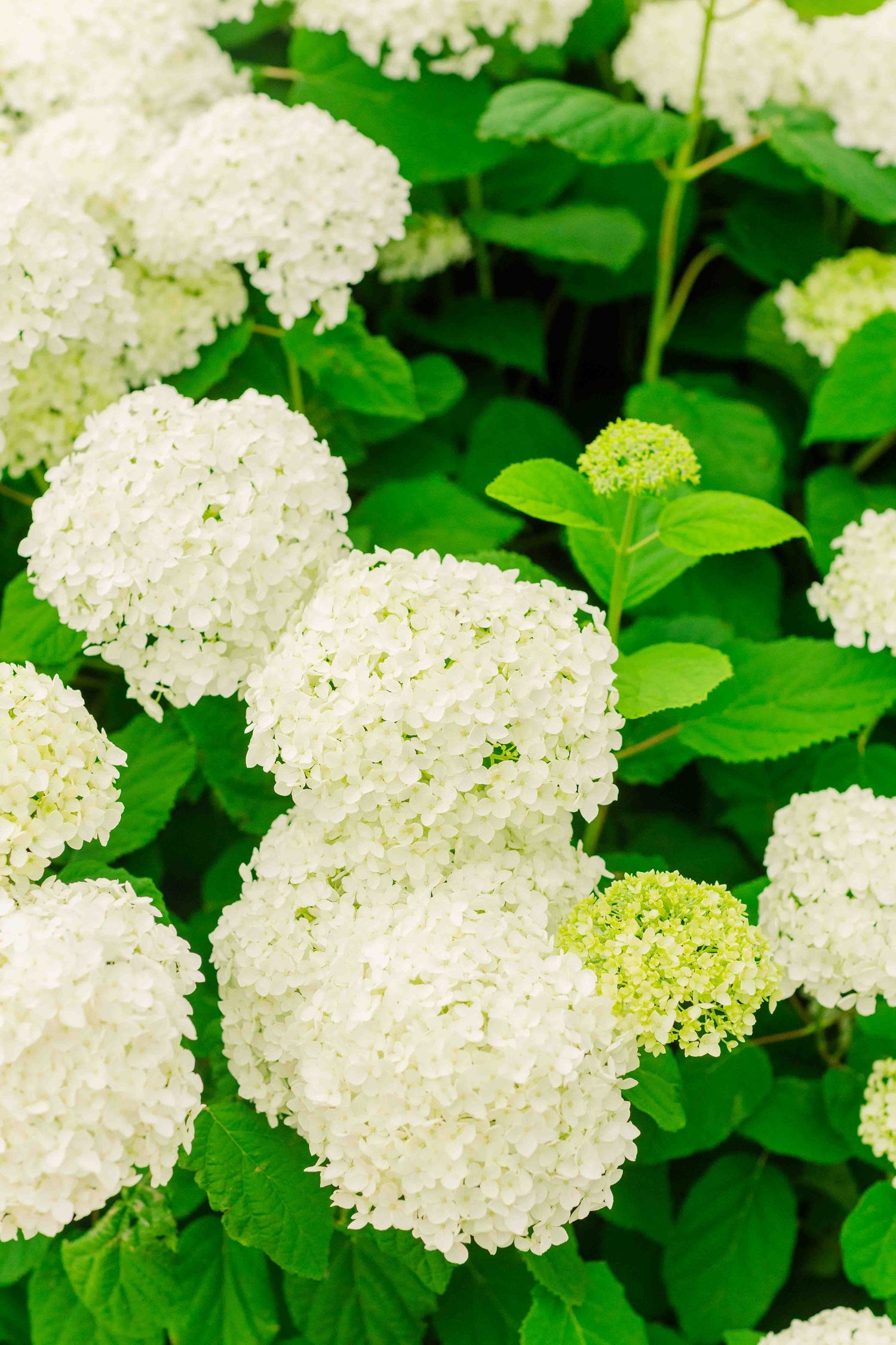 Beautiful clusters of white Annabelle hydrangea blooms surrounded by vibrant green leaves in a garden.