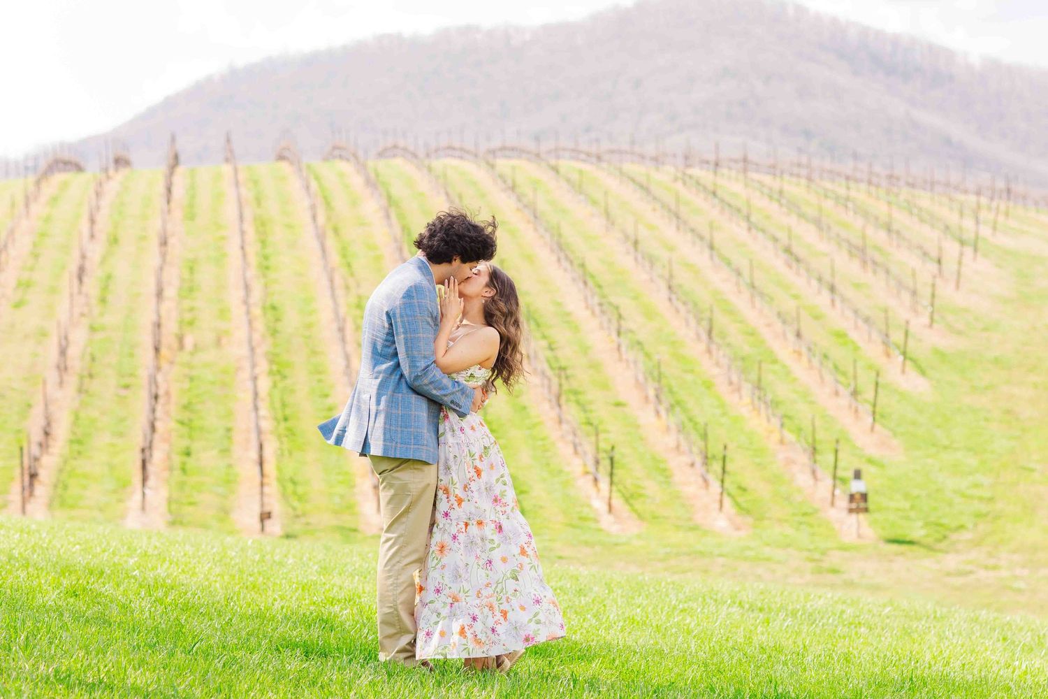 Romantic couple sharing a dip kiss in lush green vineyard with rolling hills in the background.