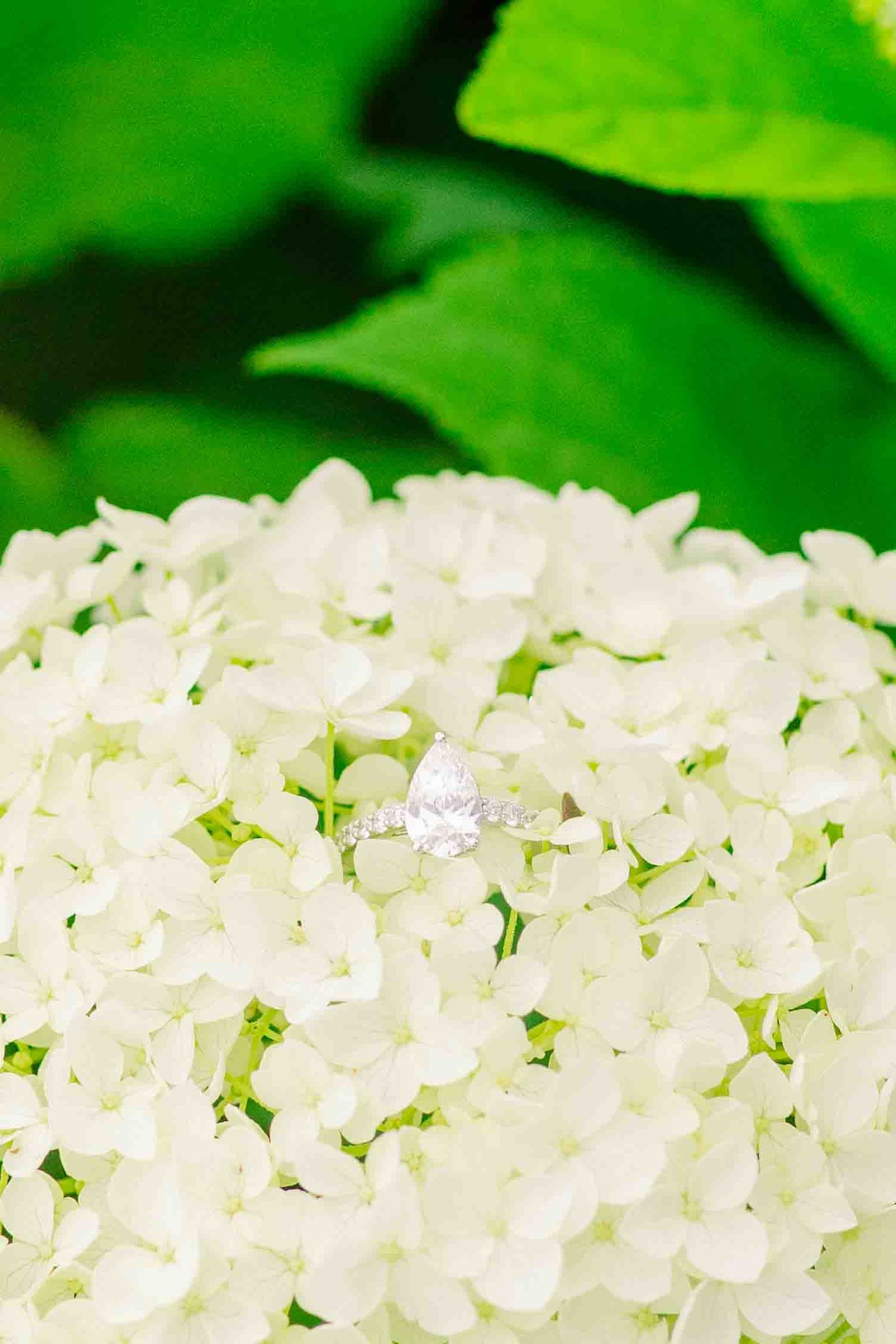 Elegant pear-shaped diamond engagement ring resting on white hydrangea blooms with green leaves backdrop.