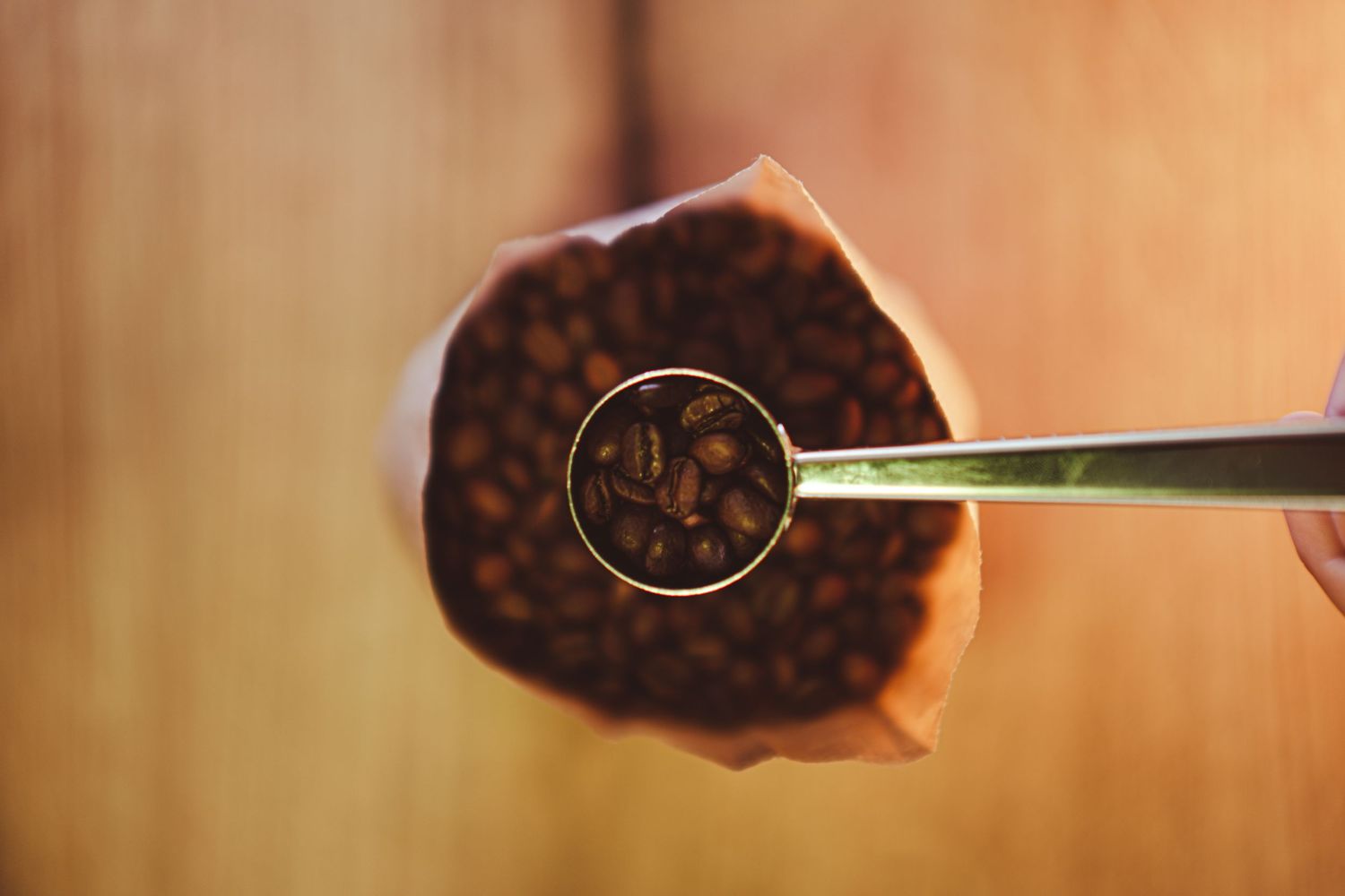 Close-up of metal scoop filled with roasted coffee beans over paper coffee filter bag.
