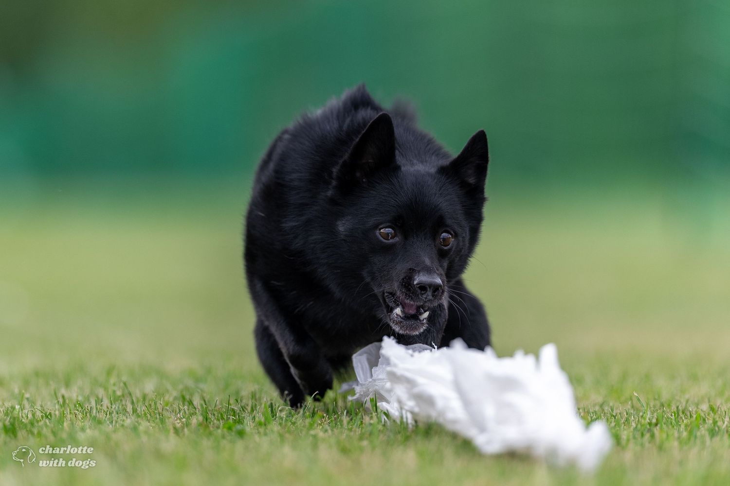 Black Schipperke dog pounces on a white plastic bag lure during a Fast CAT event held on grass.