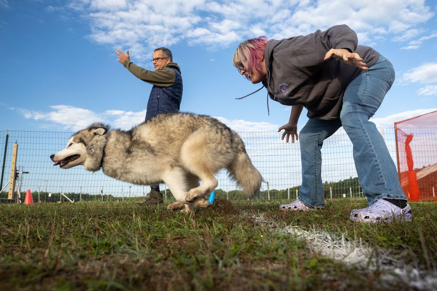A woman releases an Alaskan Malamute at the start line of a Fast CAT event while the huntsmaster stands behind them.